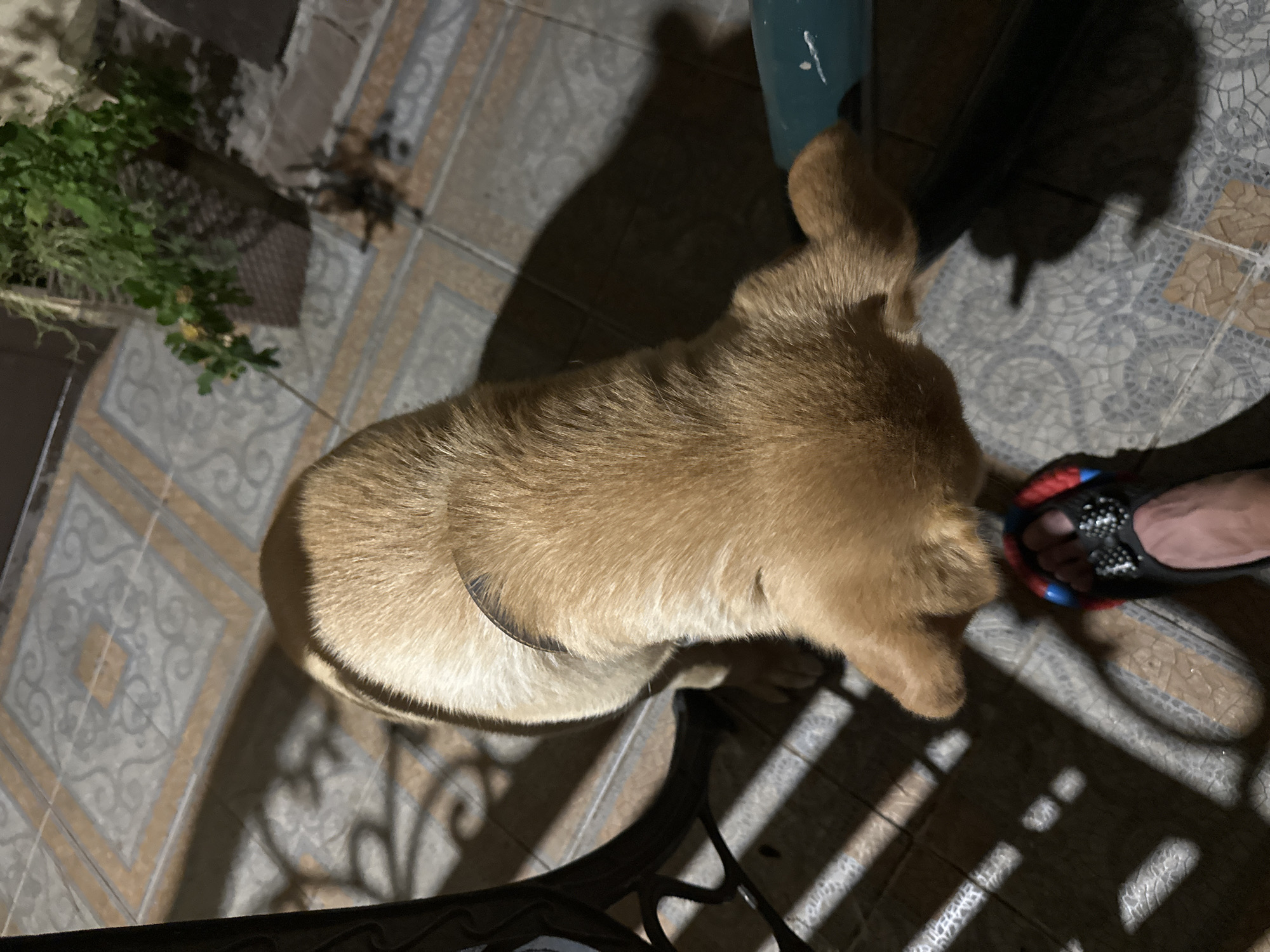 A medium-sized, light brown dog with its back to the camera is standing on a tiled patio. The dog is wearing a dark collar. A human foot, wearing a black flip-flop with red and blue accents and a decorative bow, is visible in the lower foreground, positioned near the dog's head. Sunlight casts diagonal shadows across the patio tiles. In the background, there is a plant in a woven planter. The scene appears to be outdoors, possibly a courtyard or balcony, and is set in Sochi, Russia, based on the context provided. The overall impression is a casual, everyday moment.