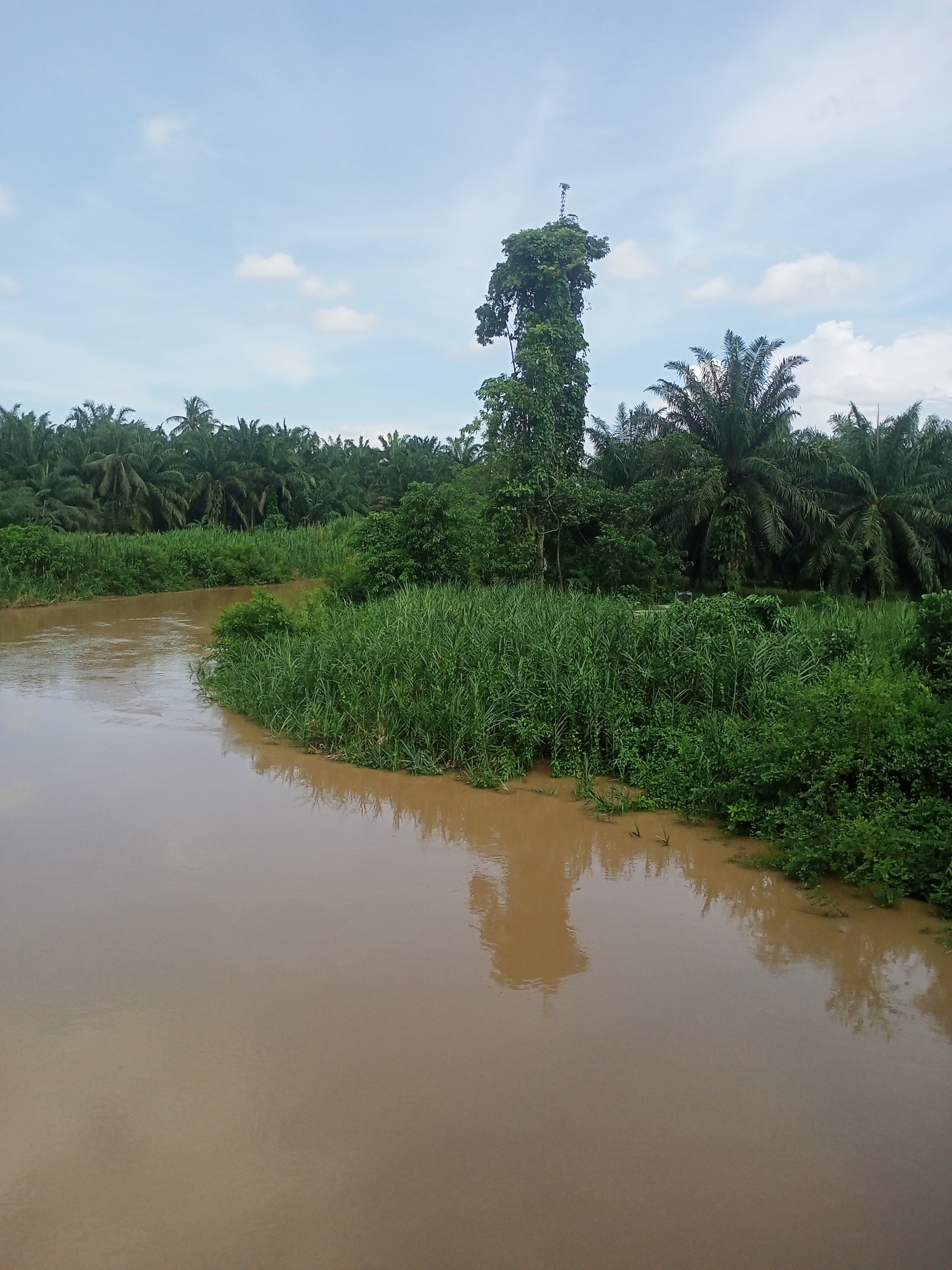 The image depicts a natural landscape in Tanjonghajimuda, Indonesia, featuring a wide, murky brown river flowing through dense tropical vegetation under a partly cloudy sky. The river occupies the foreground and mid-ground on the left, displaying an opaque, reddish-brown hue. Its banks are densely lined with bright green, tall, reedy grass and varied bush growth. In the mid-ground and background, extensive plantations of palm trees, characterized by their tall trunks and feathery fronds, dominate the landscape. A single, exceptionally tall tree, heavily overgrown with dark green climbing vines or foliage, stands prominently in the mid-ground, towering above the surrounding palms. The upper portion of the frame shows a light blue sky with scattered white cumulus clouds. No people, animals, structures, or specific actions are visible in the scene.
