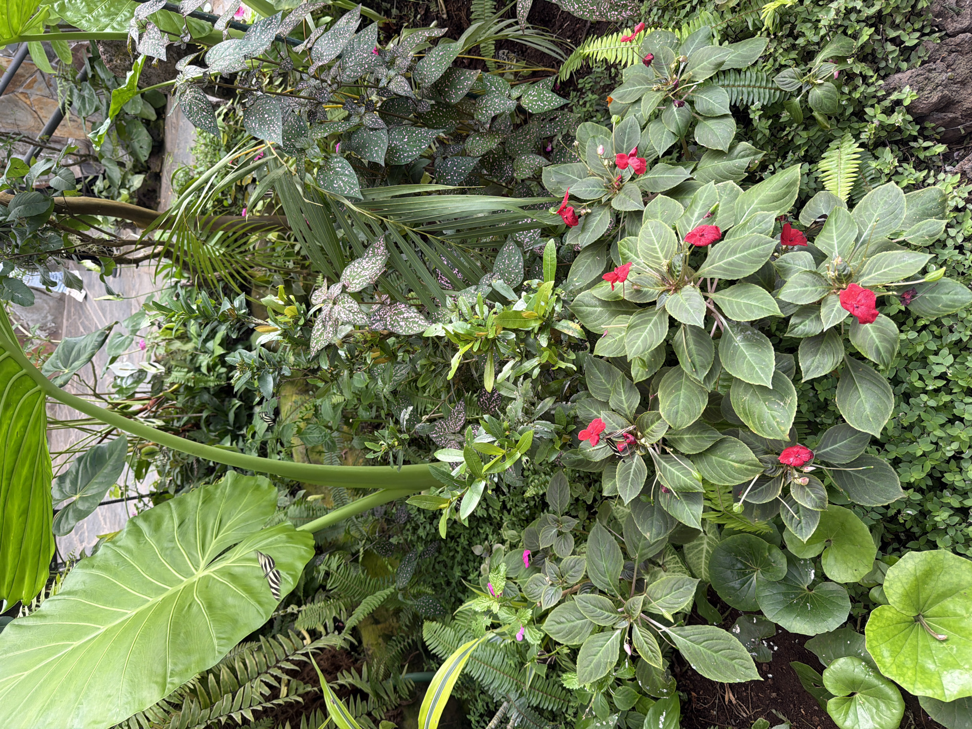 The image shows a lush green botanical garden with various plants, including large-leafed plants, ferns, and smaller flowering plants with red and pink blossoms. Several butterflies are visible, including a zebra-striped butterfly on a large green leaf in the upper left portion of the image, and another further back. The environment appears to be humid and dense, typical of a greenhouse or a tropical garden. The background suggests a more structured area, possibly a walkway or a wall made of stone, with some blurred figures of people in the distance, indicating a public space. The image is framed from a high vantage point, looking down into the garden. The city of Icod De Los Vinos in Spain is mentioned as the location, suggesting this botanical garden is a tourist attraction there.