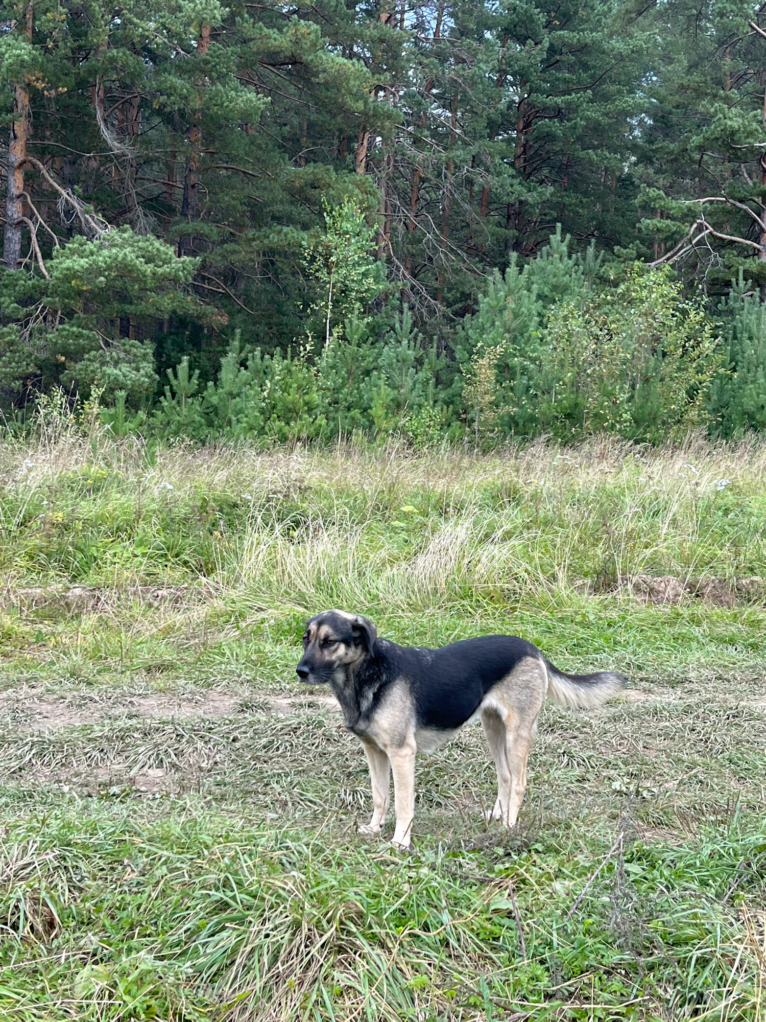 The image depicts a medium-sized dog with black and tan fur standing in a grassy field. The dog is facing left, with its head turned slightly. In the background, a dense forest of pine trees can be seen. The ground is covered in dry grass and some patches of dirt. The overall scene suggests a natural, outdoor environment. There is no indication of the specific location within Nizhny Tagil, Russia, or any people present.