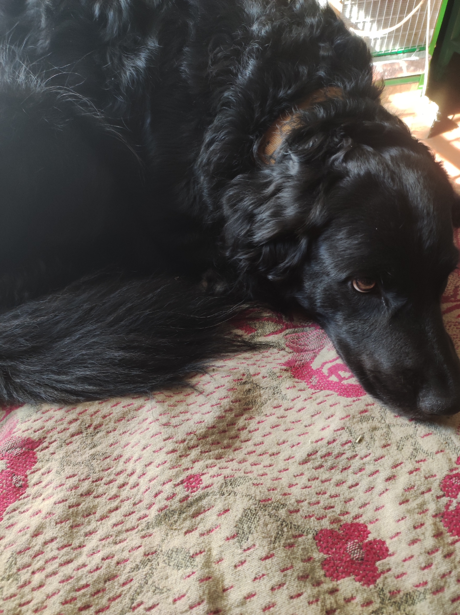 A medium shot captures a black dog lying on a patterned blanket. The dog's head is resting on the blanket, with its brown eye looking towards the camera. Its fur appears thick and slightly disheveled. The blanket has a cream-colored base with a repeating pattern of small red dashes and larger red floral motifs. The background is out of focus but suggests an indoor setting with sunlight casting shadows. A portion of a white wire cage and some green material are visible in the upper right corner. There is no specific indication of the location being Koshchiivka, Ukraine.