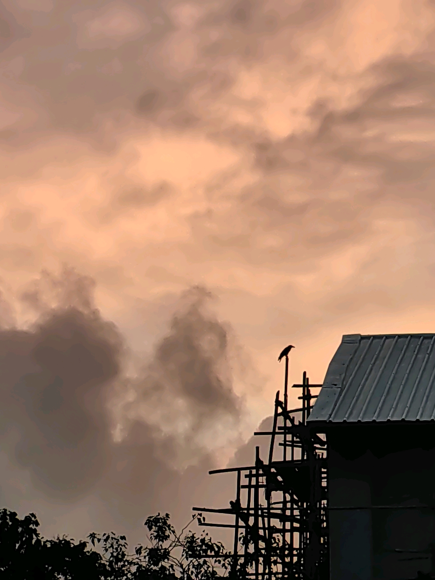 A bird is perched on a thin pole against a twilight sky, with a partially constructed building and scaffolding in the foreground. The sky is filled with clouds tinted in shades of orange and pink. The building's corrugated metal roof is visible on the right side of the frame, while dark foliage can be seen at the bottom left. The scene appears to be in an outdoor urban or suburban environment during sunset.