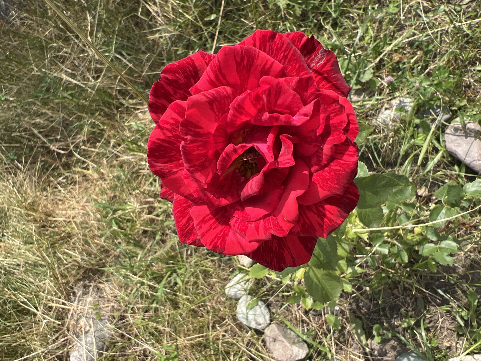A close-up, high-angle shot shows a single, vibrantly red rose in full bloom. The rose exhibits a striped pattern on its petals, alternating between deep red and darker crimson streaks. The flower is centered within the frame, with its intricate layers of petals creating a sense of depth. The background consists of dry, sun-bleached grass and some scattered small, light-colored stones, suggesting an outdoor setting. The lighting indicates it is daytime, with shadows cast by the petals. The location is identified as Yuryevka, Kyrgyzstan.