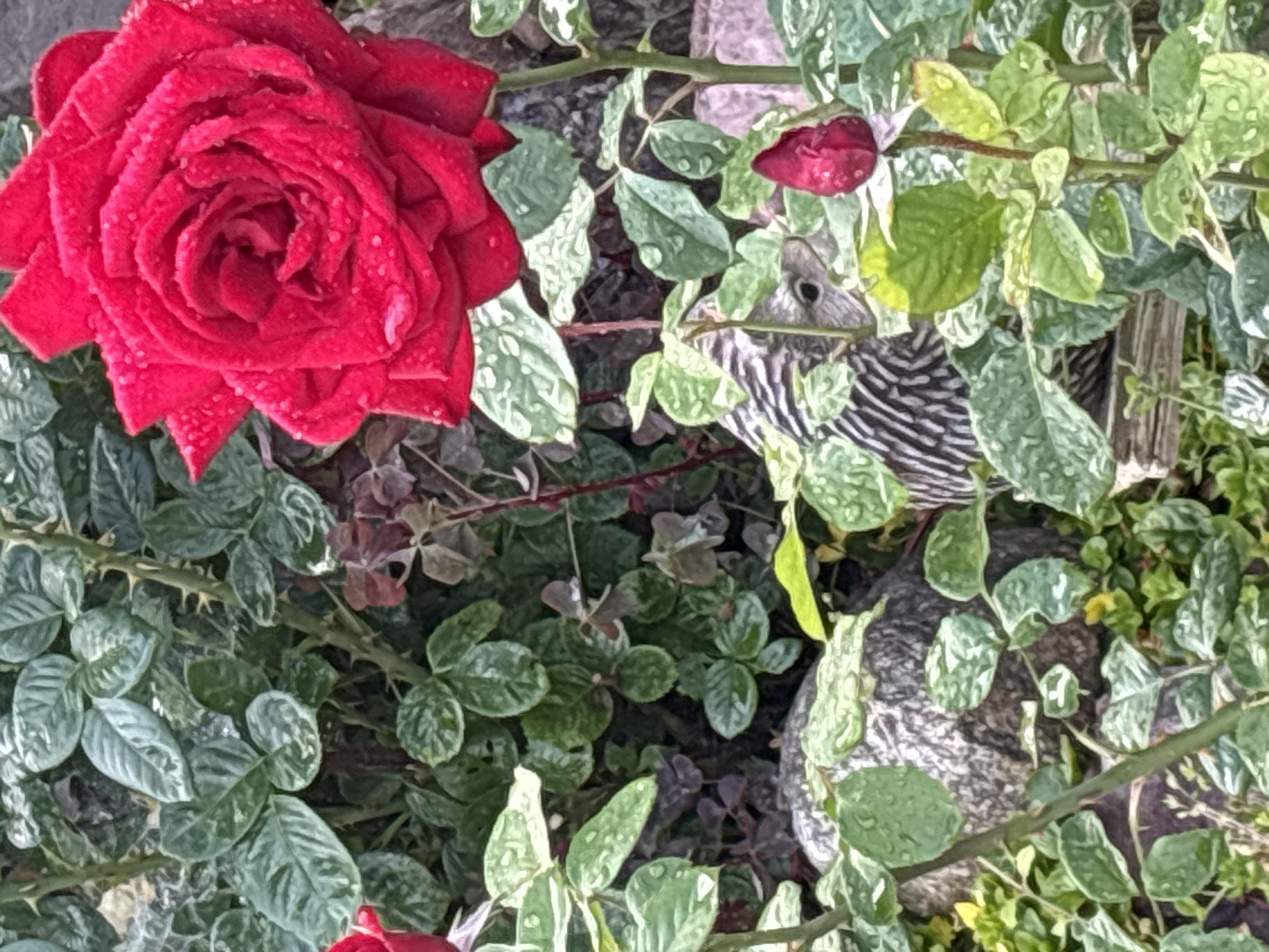 A red rose in full bloom, adorned with water droplets, is the focal point of this close-up shot. It is surrounded by lush green rose leaves, also speckled with water. Behind the rose, a small, striped animal, possibly a chipmunk or ground squirrel, peeks out from behind the foliage. The scene is set in a garden with rocks and other plants visible in the background, suggesting a natural outdoor environment. The image does not contain any elements that can be specifically identified as being in Bogorodsk, Russia.