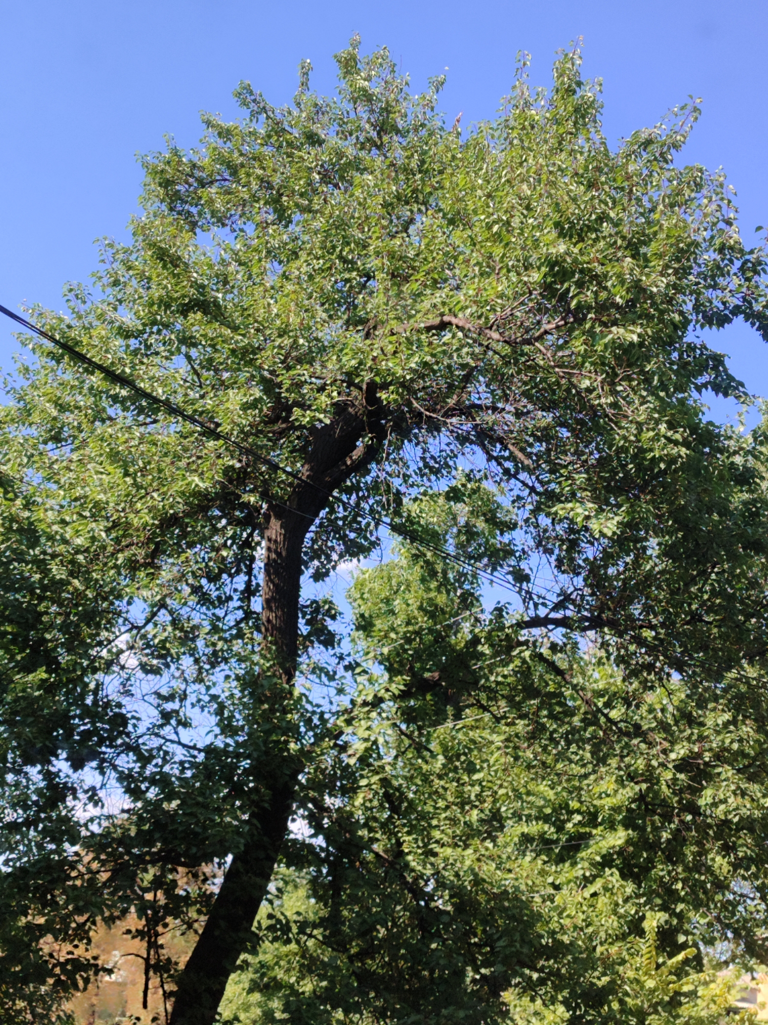 A tall, leafy tree with a dark brown trunk dominates the frame, its branches reaching towards a clear blue sky. Several black wires are strung across the branches, suggesting the presence of electrical infrastructure. The tree is full of vibrant green leaves, creating a dense canopy that obscures much of the background. The sunlight filters through the leaves, casting dappled shadows. The overall scene is one of nature's presence within an urban environment.