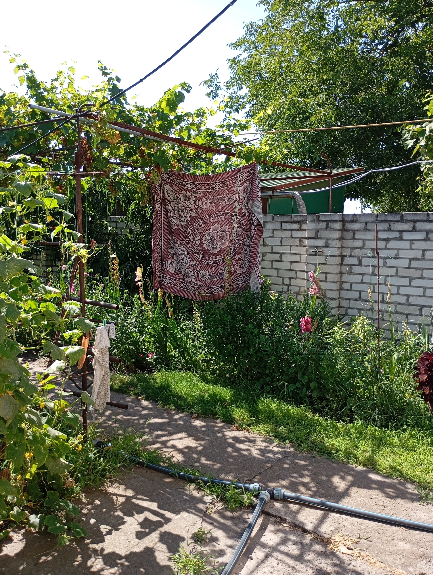 The image depicts a sunlit backyard garden in Horishni Plavni, Ukraine. A patterned blanket is hung on a clothesline stretched between metal poles, which also support a grapevine laden with ripening grapes. To the left, cucumber plants with yellow blossoms are growing along a trellis. In the foreground, a concrete path is visible, with a black plastic hose and fittings lying on it. Behind the plants, a light-colored brick wall marks the boundary of the property, with a green structure and trees visible beyond it. The overall scene is one of a well-maintained domestic outdoor space on a clear day.