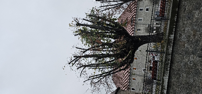 The image presents an outdoor scene in Kamenz - Kamjenc, Germany, under an overcast sky. A large, heavily pollarded tree stands prominently in the midground, its numerous thick branches severely truncated to vertical stubs, with scattered small green and reddish-brown leaves visible. Immediately in the foreground, a rough, dark grey stone or concrete wall extends across the bottom of the frame. Above this wall, a black metal fence with vertical bars separates the viewer's vantage point from the area surrounding the tree. Behind the fence and tree, several multi-story buildings with grey walls and steeply pitched gabled roofs, clad in reddish-brown tiles, are visible. Multiple small, square windows with dark frames are interspersed across the building facades, some displaying an internal orange or yellow illumination or tint. Two red wooden park benches are situated behind the fence in front of the buildings. No individuals are present in the scene.