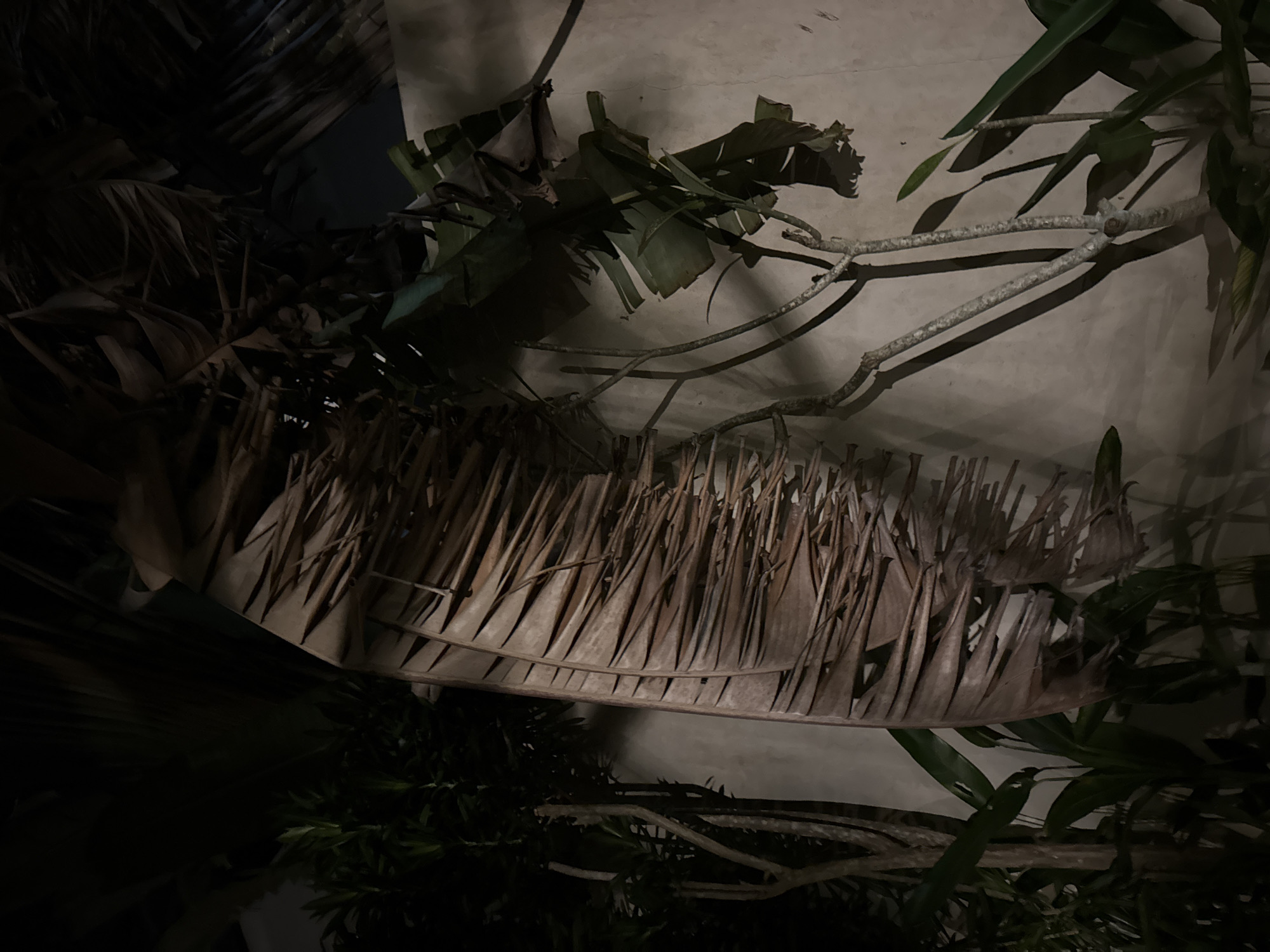 The image shows a dimly lit scene in Jimbaran, Indonesia. A large, dried palm leaf hangs horizontally in the center of the frame. To the left of the leaf is dark vegetation. To the right of the leaf is a lighter-colored wall and more vegetation, including branches and green leaves. Above the leaf are banana tree leaves.