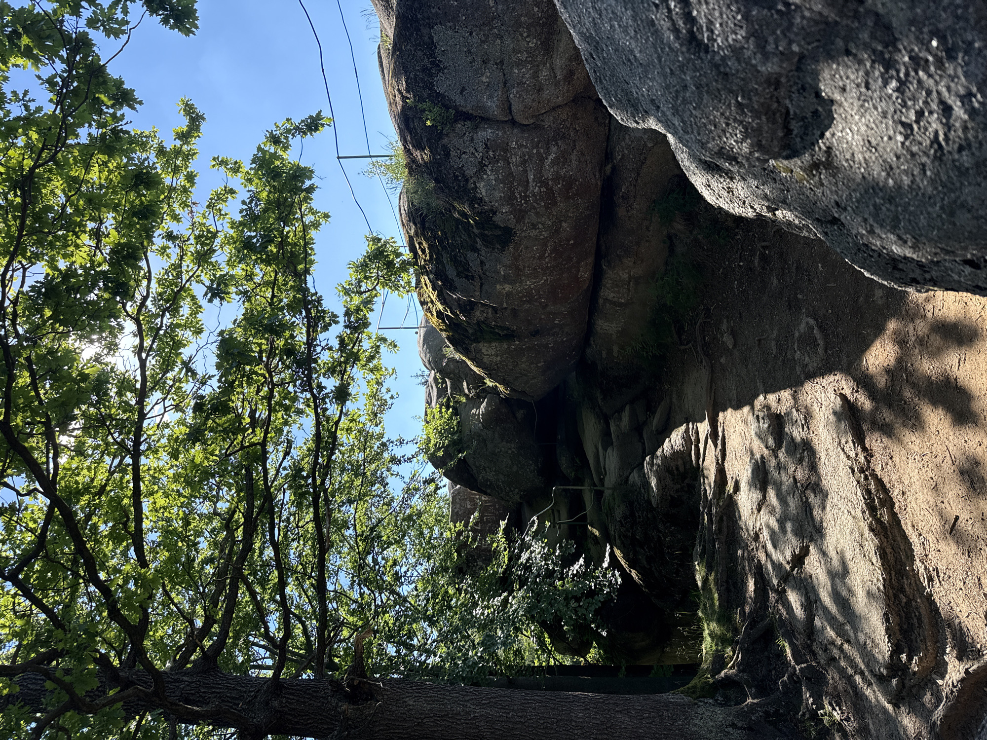 This image captures a view looking up towards a rocky cliff face, partially obscured by lush green foliage. In the foreground, a large tree trunk lies horizontally across the lower part of the frame, its bark textured and weathered. To the left, a canopy of oak trees with vibrant green leaves stretches towards a clear blue sky. The sunlight filters through the leaves, creating dappled patterns on the branches and illuminating the scene.
The rocky cliff face dominates the right side of the image, its surface rough and weathered, with patches of moss and small green plants clinging to its crevices. There are visible metal elements embedded in or attached to the rock, suggesting a man-made structure or trail. The scale of the rocks implies a natural geological formation.
The time of day appears to be late morning or early afternoon, given the bright sunlight and the shadows cast on the rocks. The weather is clear and sunny, indicated by the bright blue sky and the strong illumination. The scene evokes a sense of nature's grandeur and tranquility, with a hint of human interaction through the presence of the metal structures. The location context suggests a natural park or mountainous area, likely within a forest setting. No text is visible in the image.