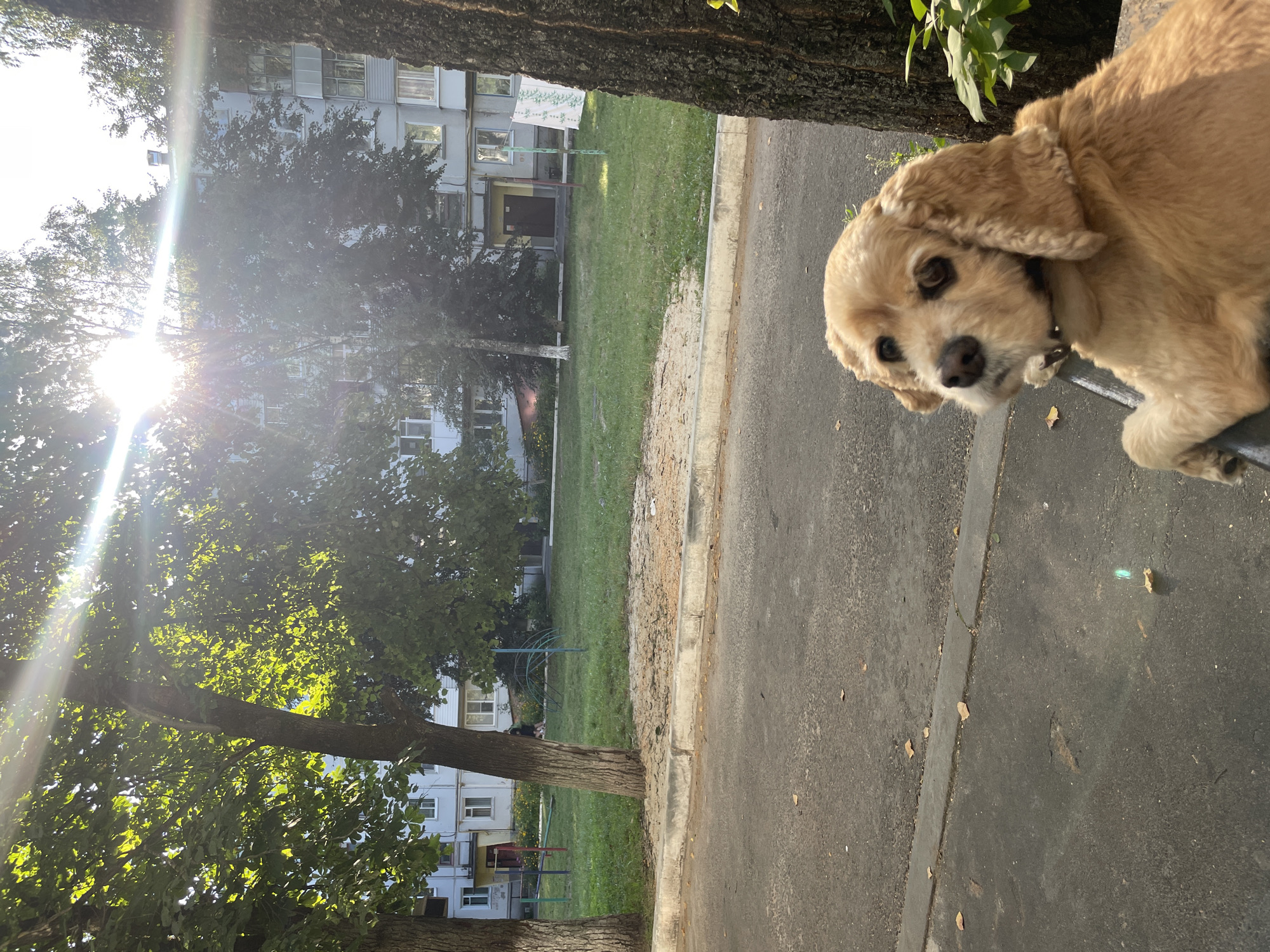 The image shows a tan-colored dog sitting on a bench in what appears to be a residential courtyard in Bryansk, Russia. The dog is positioned in the foreground, looking towards the camera. Behind the dog, there is a paved area, a curb, and a grassy patch with some sand and children's playground equipment. Trees are visible, and a multi-story apartment building stands in the background. The sun is shining brightly, creating lens flare and casting shadows. The overall scene depicts a common urban outdoor environment.