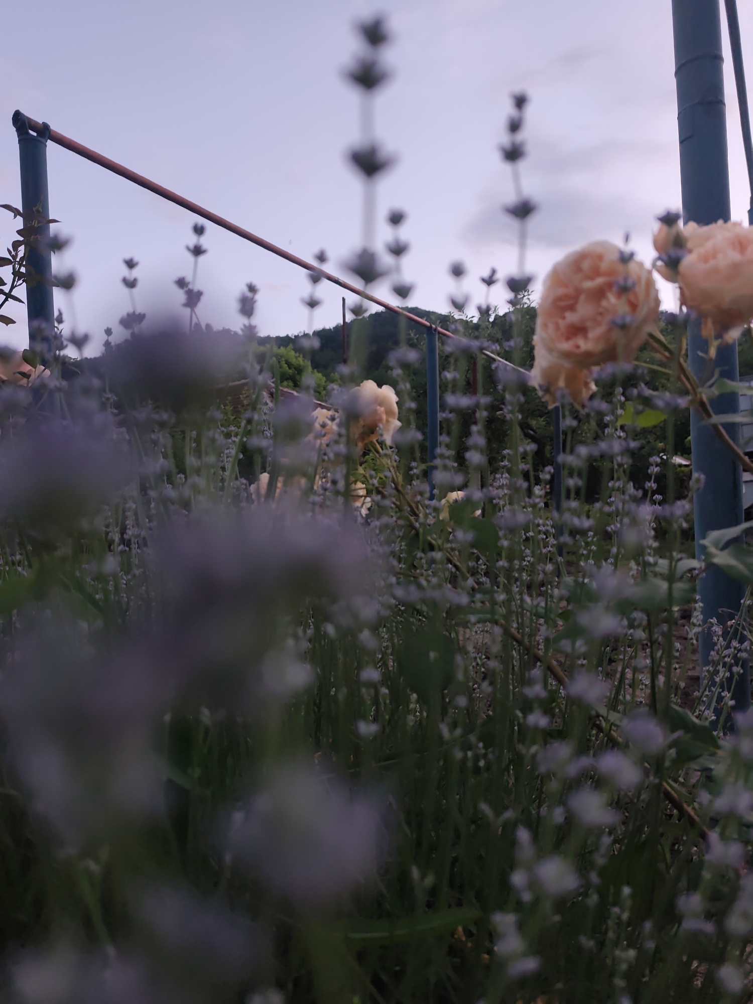 The image displays an outdoor garden scene located in Rosno, Bulgaria. In the midground, several peach-colored roses are visible, with one prominent, fully bloomed rose positioned on the right side of the frame. Numerous lavender plants with small, nascent purple flower spikes are densely arranged, occupying the foreground and midground. The immediate foreground is intentionally blurred. In the upper left, a dark vertical post supports a reddish-brown horizontal bar that extends across the upper-middle section of the image. A second dark vertical post is partially visible on the far right. The sky, occupying the upper portion of the frame, is overcast with soft tones of pale grey and light purple. Below the sky, a dark green, undulating tree line or hillside forms the background. The lighting is diffused, indicating either twilight or a heavily overcast condition. No human subjects or discernible actions are present.