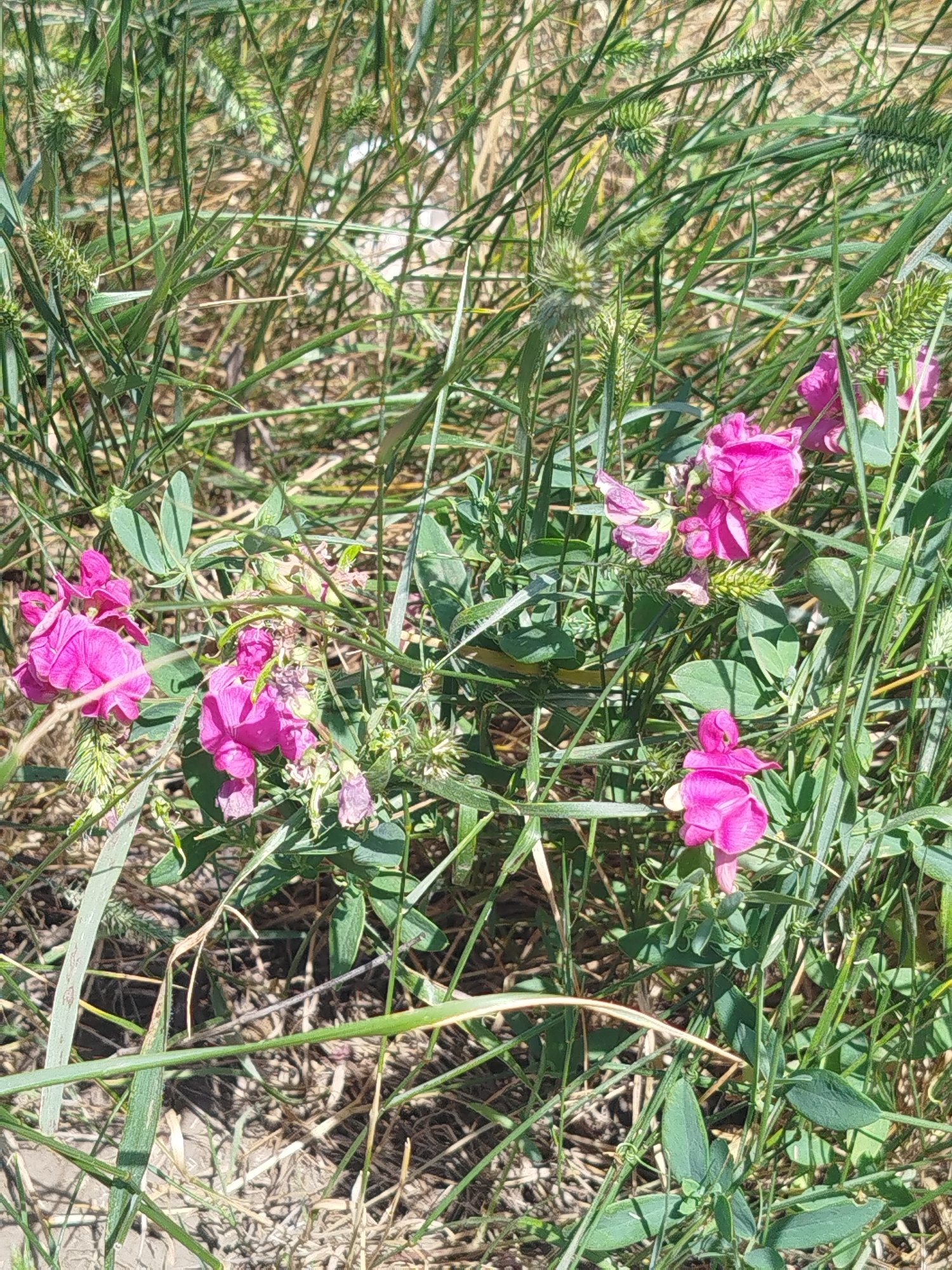 This is a close-up, eye-level, outdoor, natural light photograph of wild pink pea flowers amidst tall green grass and dried vegetation. The scene is located in Ustyvytsia, Ukraine. The flowers are clustered and some are in bloom while others are withered. Some seed pods are visible. The background consists of more grasses and dried plant matter. There are no people or man-made objects in the frame.