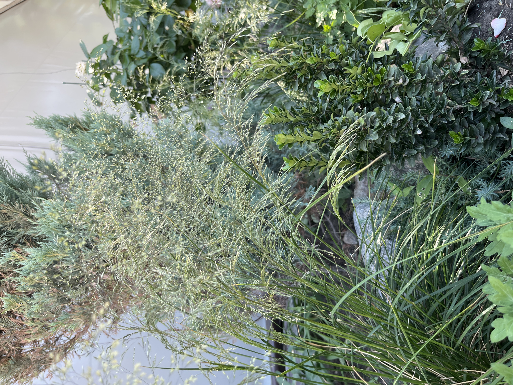 This image captures a close-up view of a lush garden in Odesa, Ukraine. In the foreground, a large clump of tall, feathery ornamental grass with slender, pale green stalks and wispy seed heads dominates the left side of the frame. To the right of the grass, a small, dense shrub with small, dark green, oval-shaped leaves is visible. Behind these plants, a larger evergreen tree, possibly a juniper, with blue-green foliage and some reddish-brown dead branches, provides a backdrop. Further to the right, more greenery can be seen, including broader leaves and some small white flowers. The ground is covered with dark soil, rocks, and some dried leaves, suggesting an outdoor, natural setting within a residential or public garden space. The lighting indicates it is daytime, with sunlight casting subtle shadows and highlighting the textures of the plants. There are no people or animals present in the image.