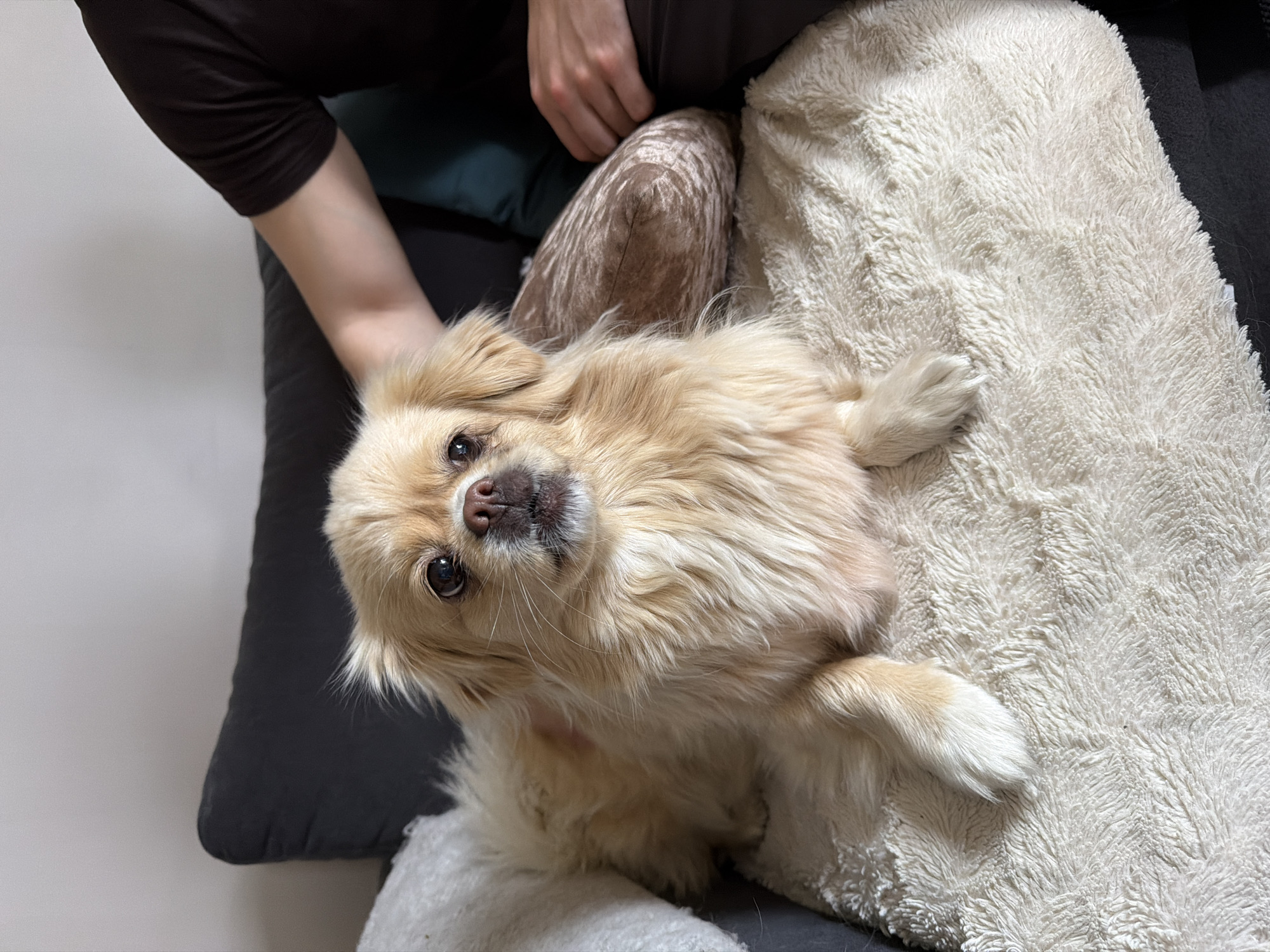 A light-colored, medium-haired dog, possibly a Pekingese or similar breed, is lying on a cream-colored, fluffy blanket on a dark gray sofa. The dog has dark eyes and a light brown nose. To the right of the dog, a person's arm and hand are visible, resting on a patterned pillow. The background consists of a plain, light-colored wall. The scene appears to be indoors. There is no information available regarding the location in the city of Harstad, Norway.