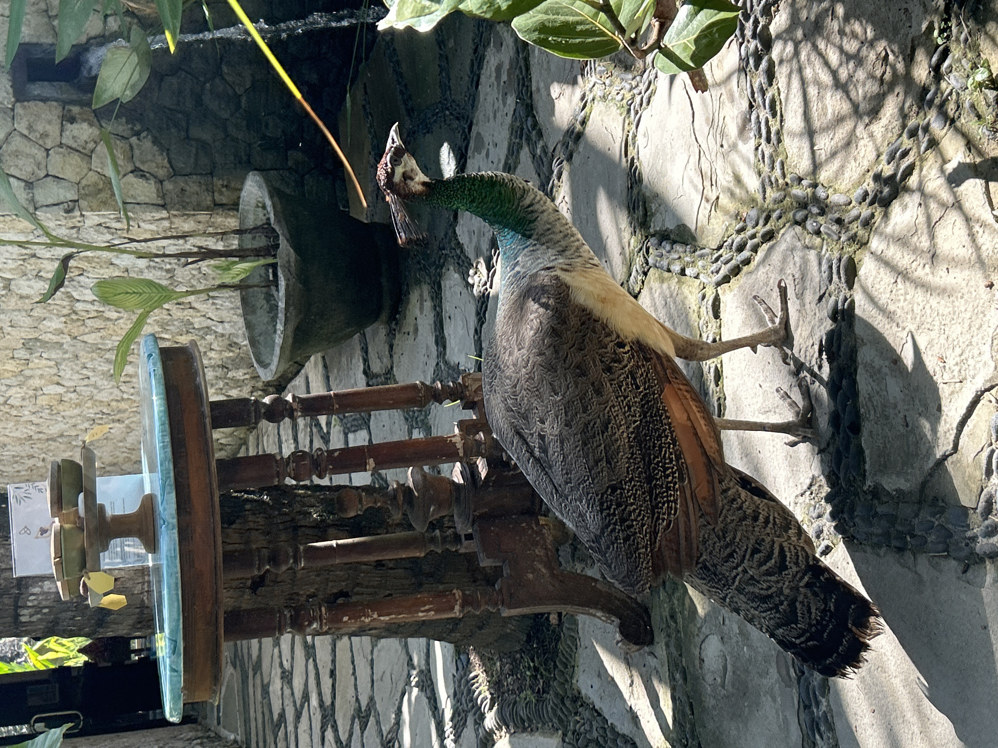 A single peacock stands on a stone pathway next to a wooden table in a courtyard setting. The peacock, facing right, has a dark brown body with patterned feathers, a green neck, and a crest on its head. The table, made of dark wood with a turquoise tiled top, holds a tiered wooden stand with several small, lidded containers. Behind the table, a stone wall is visible, with a small waterfall or water feature and lush green plants. The pathway is paved with large, flat stones interspersed with smaller, dark pebbles arranged in a mosaic pattern. Sunlight casts shadows across the scene. The environment appears to be outdoors, possibly in a tranquil garden or courtyard space, with elements of Balinese architecture suggested by the stone work and the decorative table. The peacock's presence suggests it is either a resident of the area or a visitor to a public space where peacocks are kept. The overall atmosphere is serene and natural.