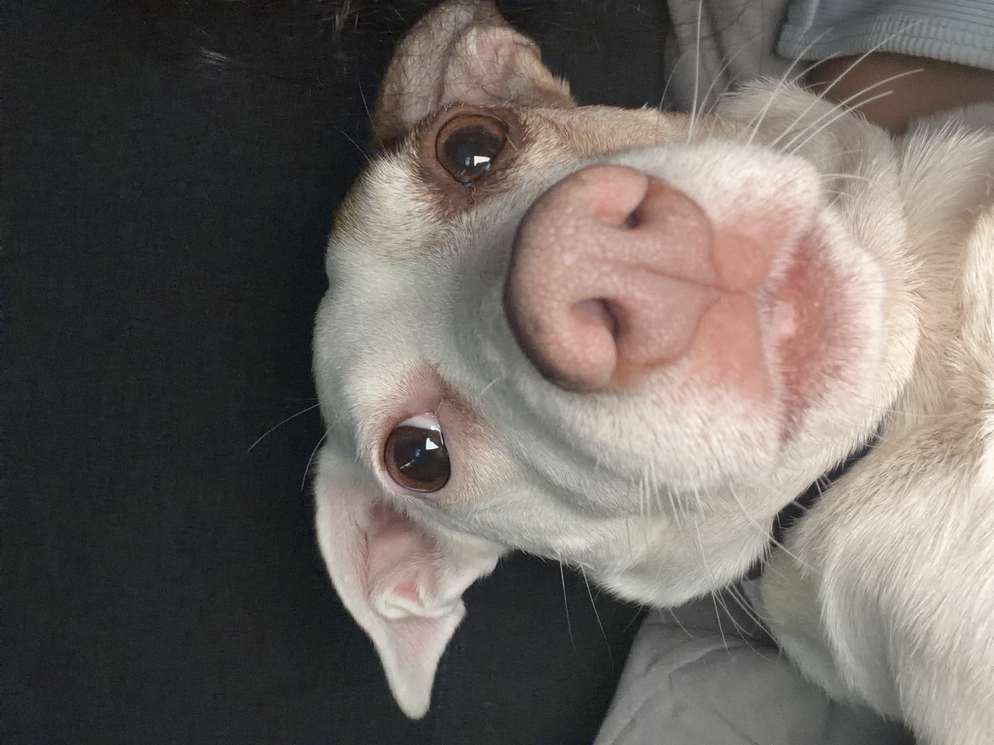 The scene is located in Sofia, Bulgaria. The image presents an extreme close-up, low-angle portrait of a domestic canine, appearing to be a small to medium-sized breed. The animal's face dominates the frame, with its large, pink, textured nose positioned centrally in the foreground. The dog has short white fur, with light brown or tan patches visible on its right ear and around its right eye. Its two brown eyes are open and directly facing the viewer, each displaying a small, square reflection of a light source. White whiskers emanate from the muzzle area. The dog's left ear is partially folded back, while its right ear is more erect. A dark collar is faintly visible around the base of the neck. The background consists of a dark, undifferentiated mass, suggesting an obscured interior or low-light setting. Portions of light-colored fabric are visible on the lower left, and a blue-grey textile is present on the lower right, indicating the dog is held or resting against a soft surface, possibly a person's body or clothing.