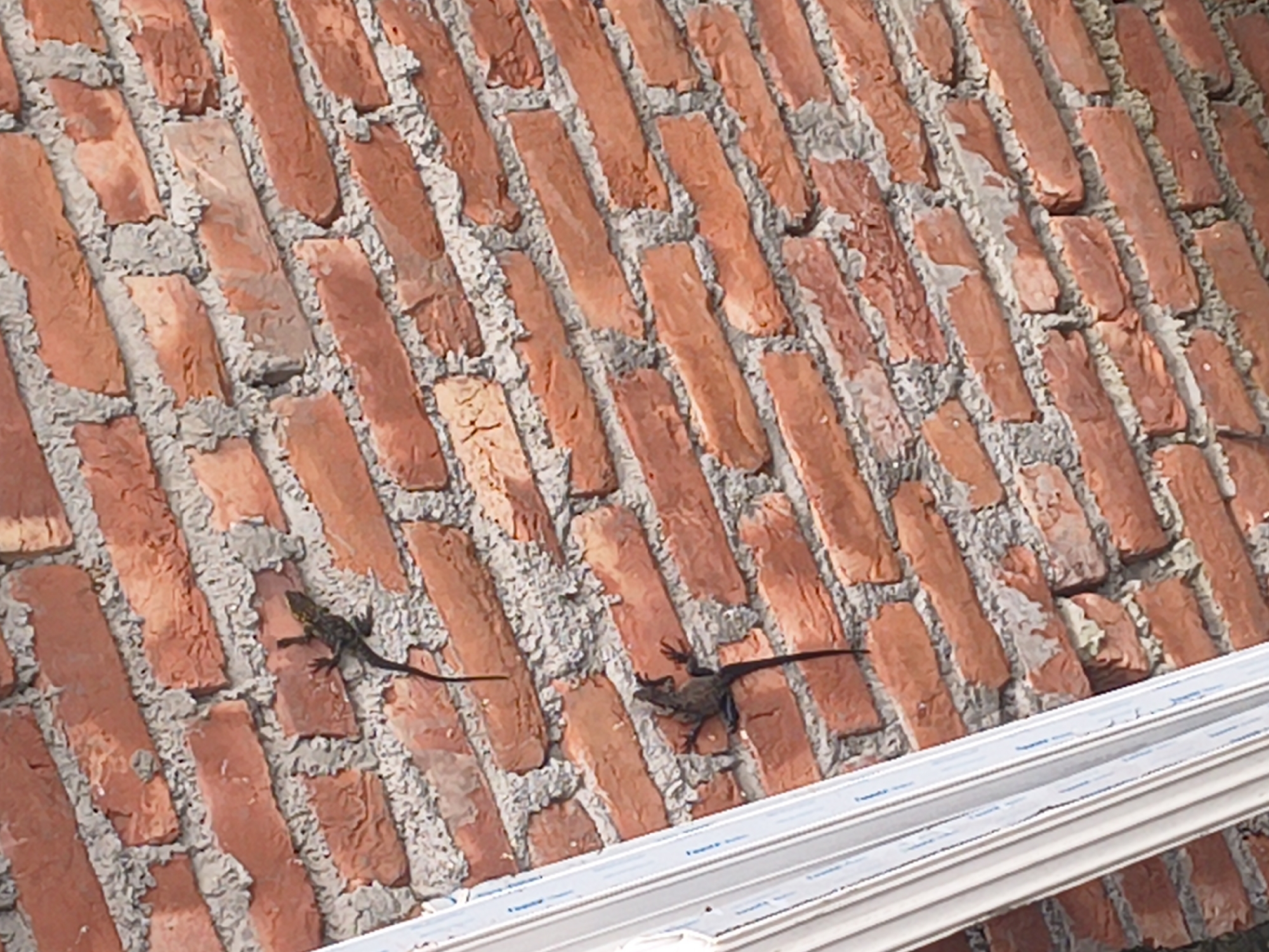 The image shows a brick wall with two lizards on it. The wall is made of red bricks with gray mortar. One lizard is in the upper part of the image and the other is in the lower part. The lizards are dark in color and appear to be camouflaged against the brick. There is also a white object, possibly a window frame, on the left side of the image. The scene appears to be outdoors. There is no indication of the city of Kandi, India, in the image.