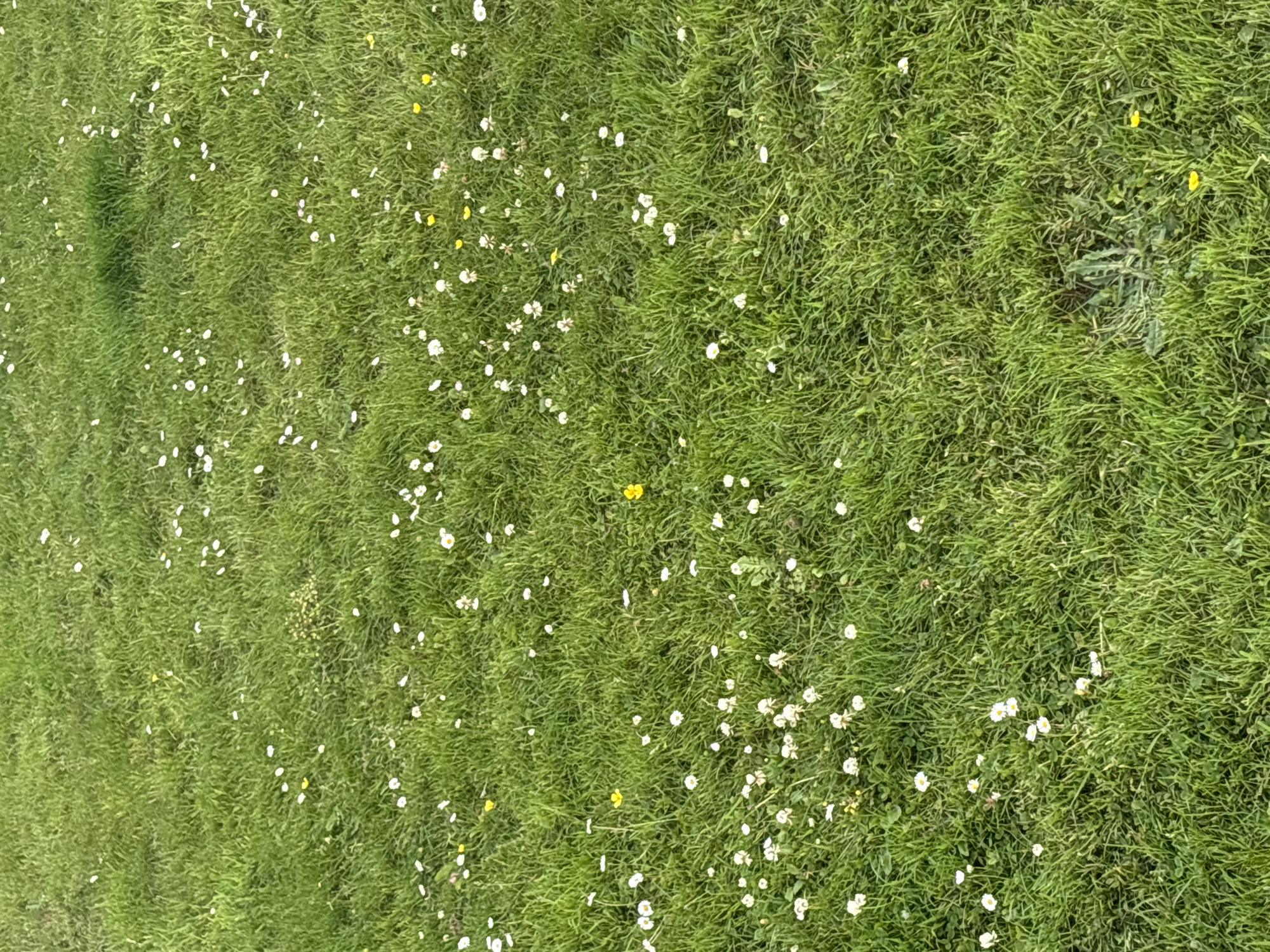 The image depicts a patch of green grass with numerous small white daisies and a few yellow buttercups scattered throughout. The grass appears to be well-maintained and is bathed in natural light, casting subtle shadows. The scene is peaceful and natural, suggesting an outdoor setting. There are no people or man-made objects visible in the image. Given the prevalence of grass, flowers, and the natural lighting, this scene is consistent with a park or a garden area within Cork, Ireland.