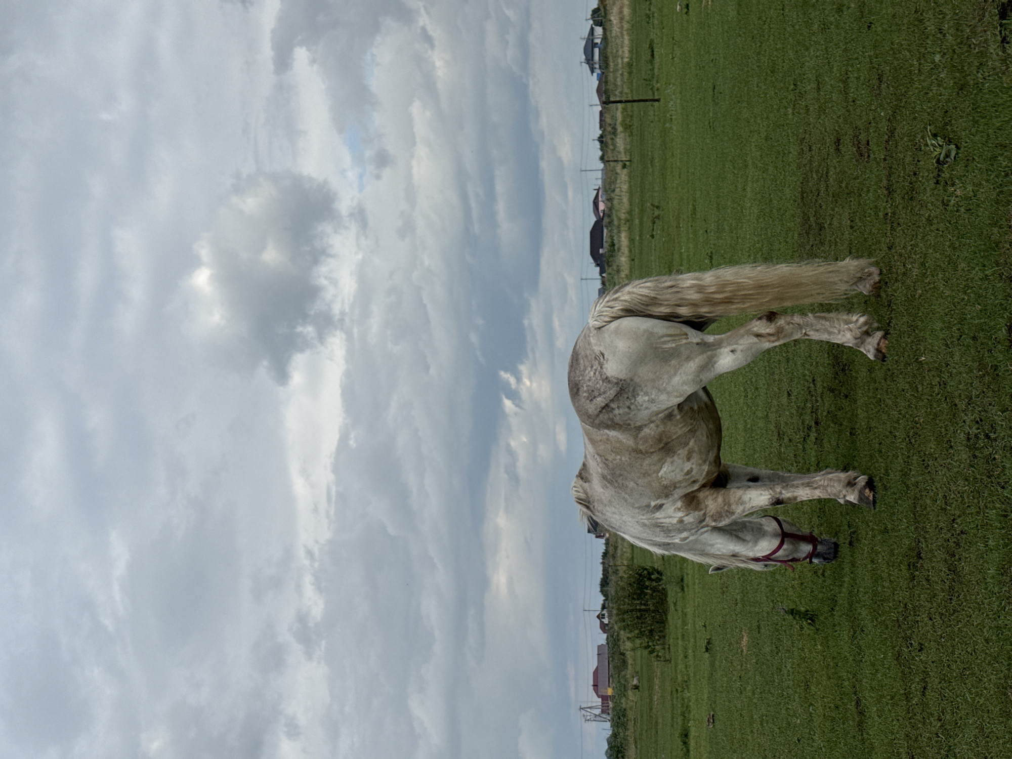 A dappled grey horse with a long, light-colored mane and tail grazes in a grassy field under an overcast sky. The horse is wearing a red halter and is positioned facing left with its head down. In the background, a line of houses with red and dark roofs, some with tall structures, are visible on the horizon, suggesting a rural or suburban settlement. The landscape is flat and green, with some low bushes and scattered vegetation. The overall scene depicts a quiet, rural setting in the village of Yagodnoye, Russia.
