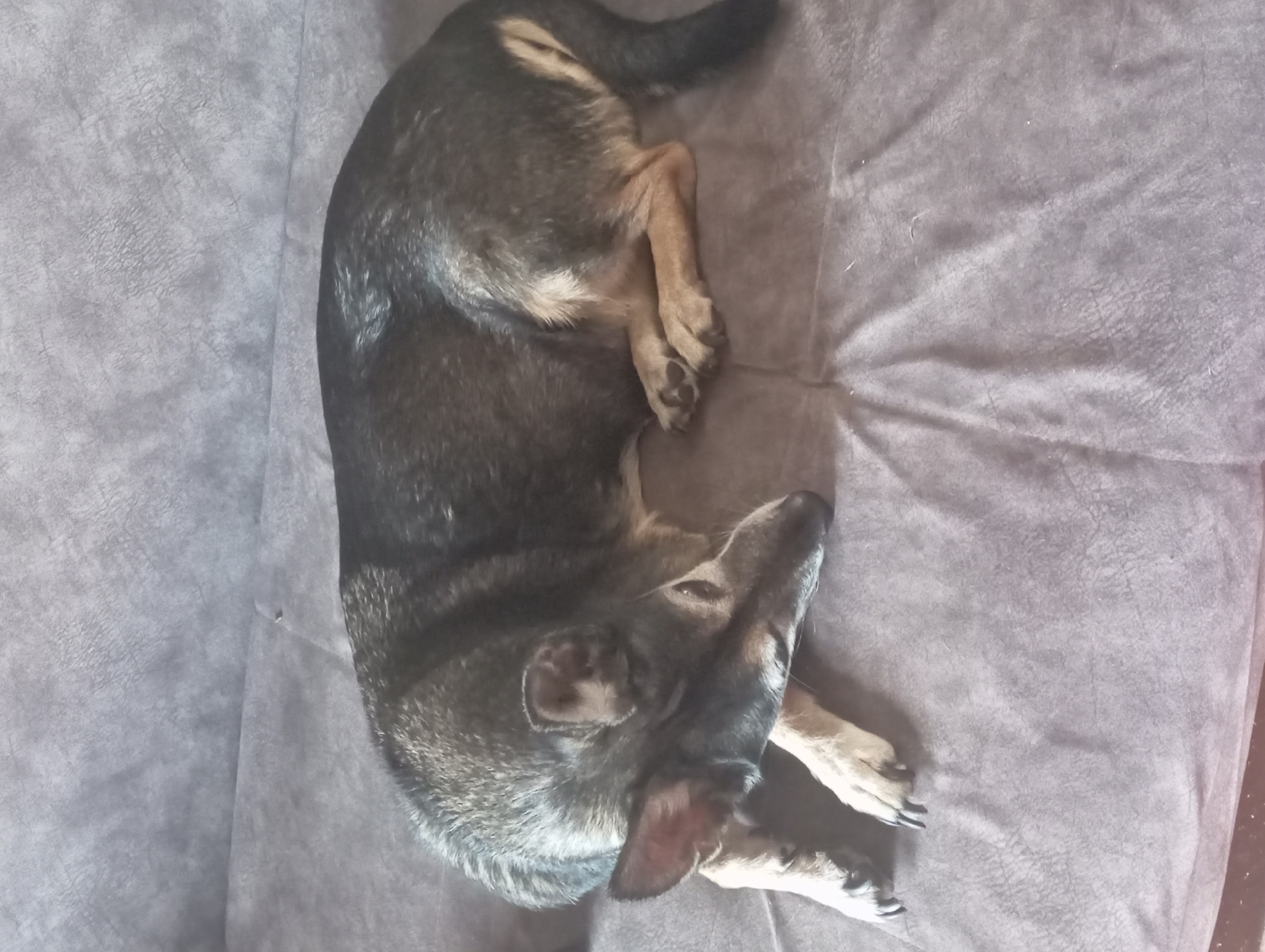 A dog is curled up on a gray couch. The dog has gray and brown fur. The dog is lying on its side, with its head facing right. The dog's tail is curled around its body. The couch is made of a soft, gray material. There is no indication of the location being Karaganda, Kazakhstan.