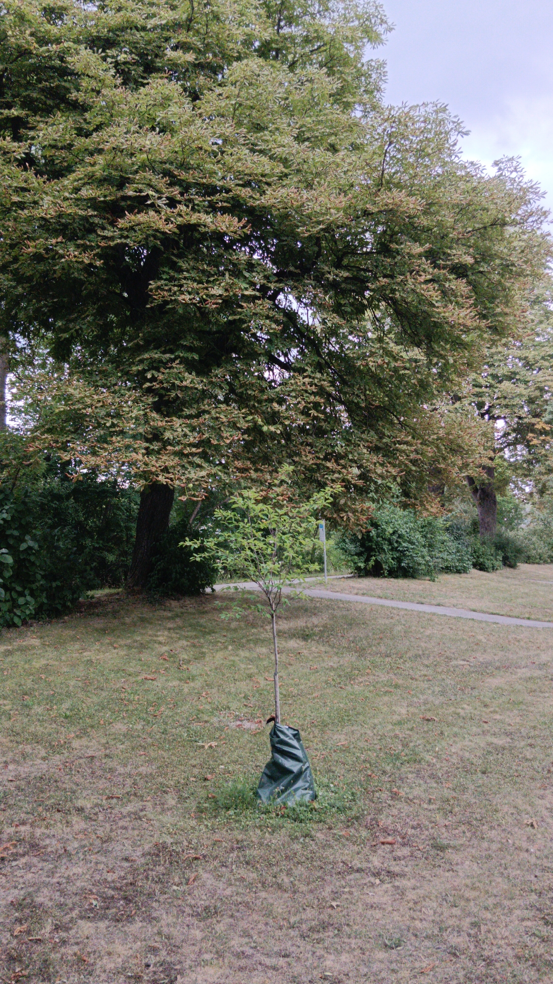 A sapling, protected by a dark green bag around its base, stands in the foreground of a park in Sankt Pölten, Austria. The sapling is slender with light green leaves. Behind it, a large, mature tree with dark bark dominates the mid-ground. Its branches are laden with dense foliage, a mix of green and some yellowish-brown leaves, indicating possibly late summer or early autumn. The ground is covered in dry grass and scattered fallen leaves. A paved pathway curves through the park in the background, bordered by bushes and more trees. The sky above is overcast, suggesting a cloudy day. The scene depicts a tranquil park environment, with the sapling implying a recent planting or ongoing care.