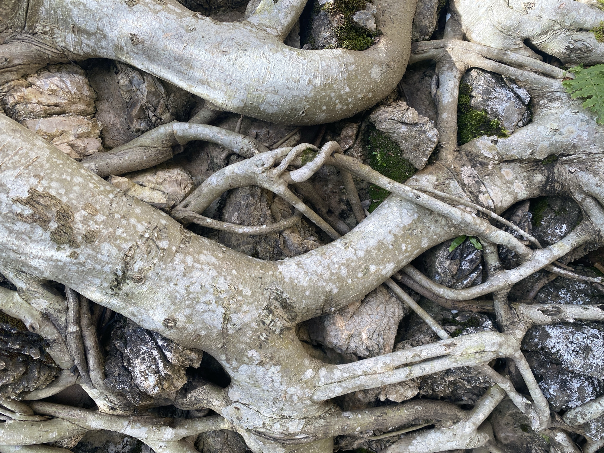 This close-up photograph depicts the exposed roots of a tree intertwined with rocks, potentially forming a unique and textured surface. The roots are mostly grey-brown with a mottled pattern, varying in thickness and appearing somewhat smooth. Some roots are thicker and rounded, while others are thinner and more linear, snaking around and between the rocks. The rocks are a mix of light and dark grey, with some exhibiting visible textures and crevices. Patches of green moss and small plants are growing on and around some of the rocks, indicating moisture and possibly some shade. The scene appears to be part of a larger root system that is partially exposed, possibly in a garden setting within the city of Da Lat, Vietnam. There are no people or animals visible in the frame.
