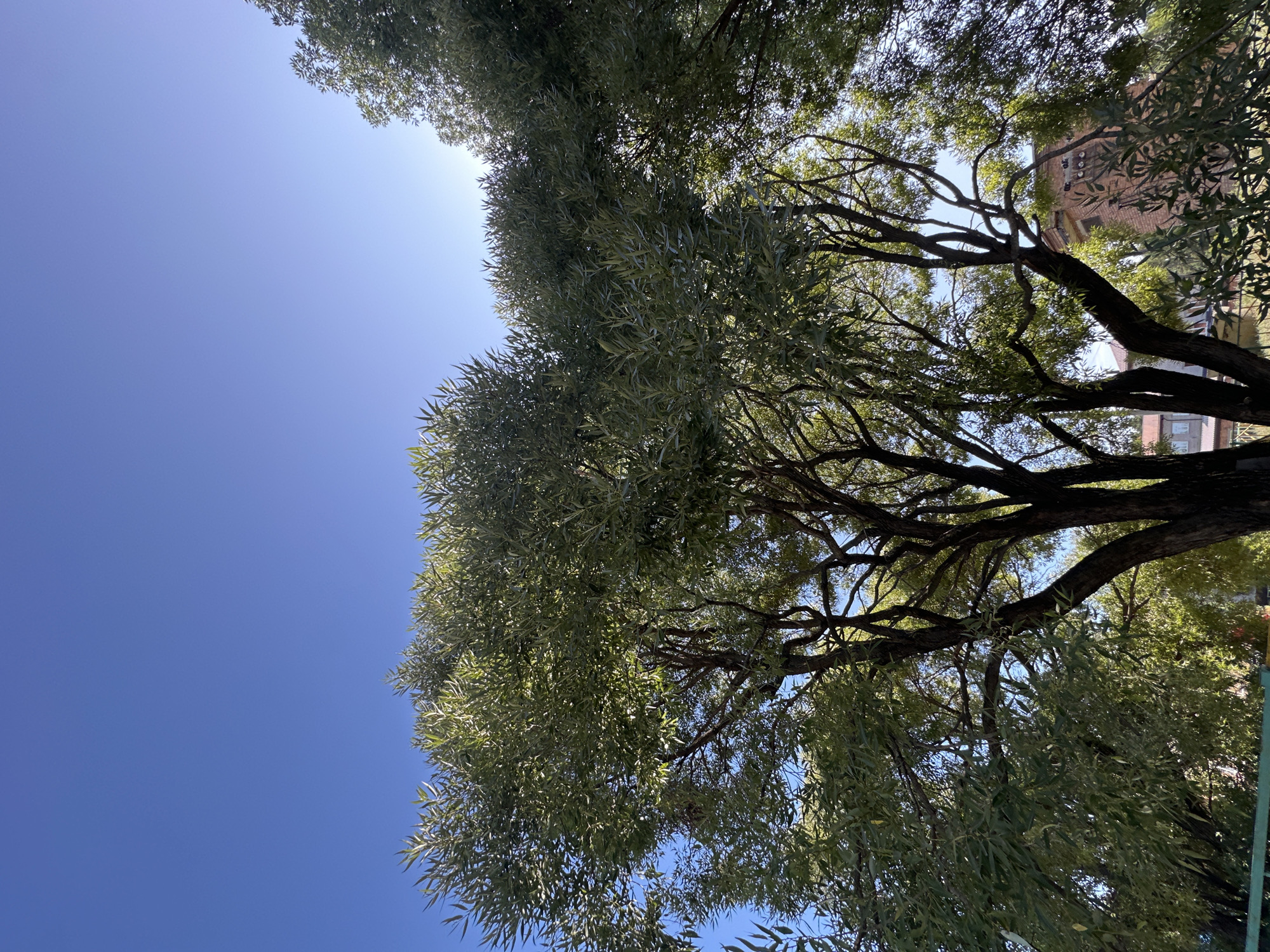 A photograph taken from a low angle looks up into the canopy of a large tree with dark, textured bark and abundant green foliage. The leaves are elongated and appear to be willow-like. Sunlight filters through the branches, illuminating the leaves from behind. In the background, the clear blue sky is visible. To the right and partially obscured by the tree, a building made of reddish-brown brick with several windows is present. The building appears to be in a residential or industrial area, typical of a city. The photograph is shot in portrait orientation. There are no people or animals visible in the image. The overall impression is one of natural scenery within an urban context.