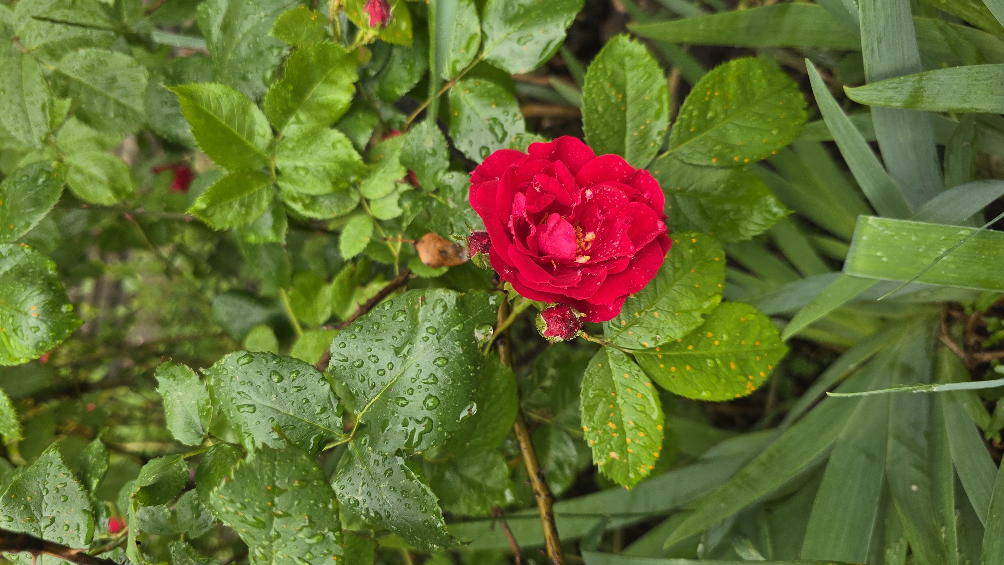 This image, captured in Kyiv, Ukraine, presents a close-up, eye-level view of a vibrant red rose in a garden setting, after a rain shower or heavy dew.
The central subject is a single, fully open deep red rose bloom, positioned slightly below the vertical center of the frame. The petals are covered in numerous clear water droplets, reflecting ambient light. In the center of the bloom, yellow stamens are visible, also bearing small water droplets. To the immediate left of the main bloom, two smaller, unopened rosebuds, predominantly red with hints of green, are present, also adorned with water droplets.
The rose bloom and buds are surrounded by the deep green leaves of the rose bush. Many of these leaves are heavily coated with distinct, spherical water droplets, which create a glossy, reflective surface. Several of the rose leaves, particularly those in the lower-middle and mid-right sections, exhibit small, irregular to circular, orange-yellow spots distributed across their surfaces. Thorny stems of the rose bush are visible, especially on the left side of the frame. In the upper-right quadrant, a single, curled brown leaf is visible on a stem, contrasting with the vibrant green.
In the lower foreground, broader, strap-like green leaves of a different plant species (possibly iris or similar foliage plant) are visible, also bearing scattered water droplets. The background consists of out-of-focus green foliage, suggesting dense planting. No people or animals are present in the scene. The overall lighting is diffuse, indicative of overcast conditions or a shaded area, with no harsh shadows.