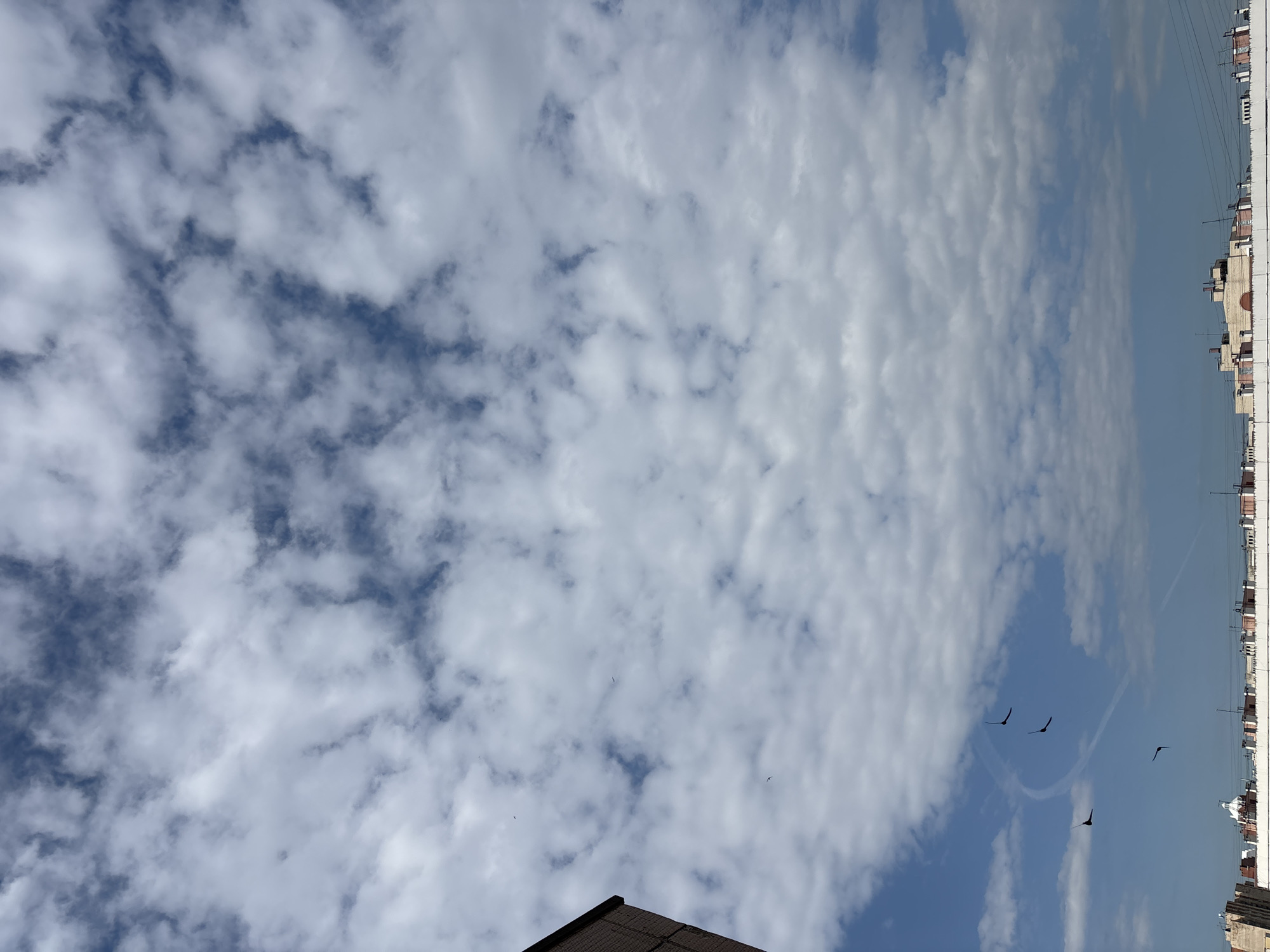 The image captures a daytime sky dominated by altocumulus clouds over an urban setting. The sky is largely covered by white, fluffy clouds forming distinct patterns and rows, interspersed with clear patches of bright blue.
In the clearer blue sections, particularly on the right side of the frame, several dark, silhouetted birds are visible in flight, appearing to be swifts or swallows with pointed wings. A faint, curved airplane contrail is also present in the blue sky.
Along the right edge of the image, a distant cityscape forms the horizon, comprising a row of light-colored, low-rise buildings with flat roofs and various rooftop structures. These buildings appear somewhat indistinct due to distance.
In the bottom-left corner, a portion of a dark, possibly tiled, roof of a building is visible, suggesting the photo was taken from an elevated position or looking up from a nearby structure. The bright natural light indicates it is mid-day. No people or visible text are present. The weather is clear with partial cloud cover. The location context is unknown, Russia.
