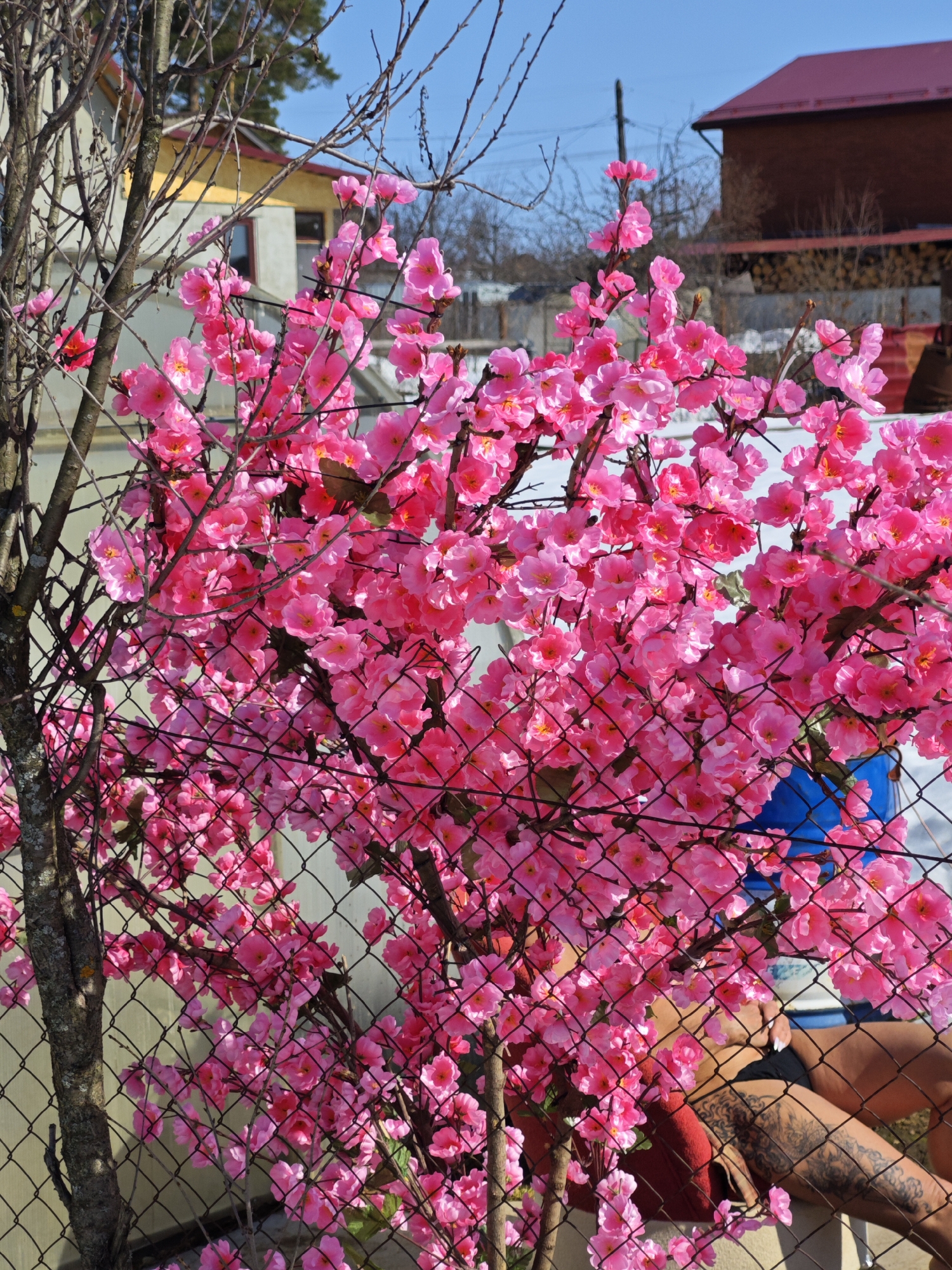 A brightly lit outdoor scene in Noviy, Russia, focuses on a metal chain-link fence intertwined with a blooming pink cherry blossom tree. The fence partially obscures a person or people sitting behind it. On the right side, a portion of a person’s tattooed leg is visible, and other body parts are blurred. The background includes a house with a red roof and other buildings under a clear blue sky. The environment appears to be a residential area or garden, with the cherry blossom tree adding a vibrant splash of color.