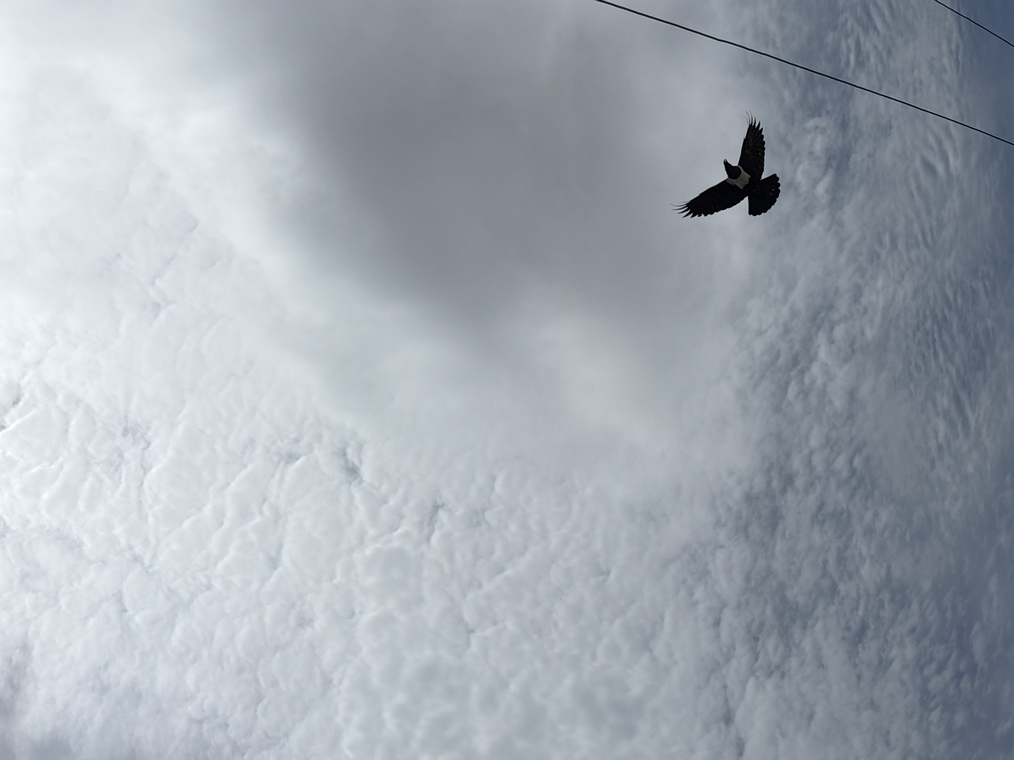 A bird is flying in the sky. The sky is filled with white clouds, and there are electrical wires visible in the upper right corner. The location is Igboefon, Nigeria.
