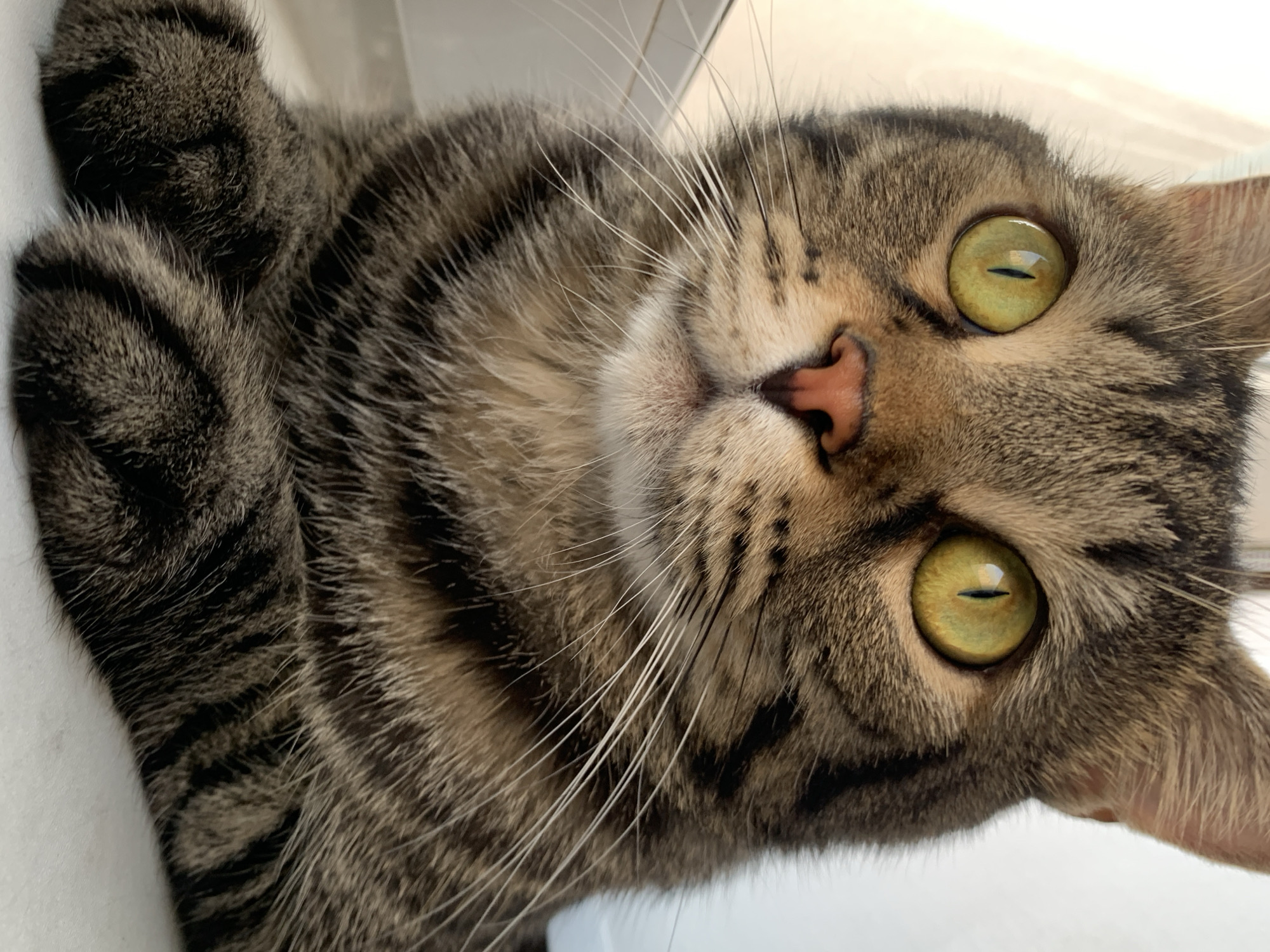 The image is a close-up portrait of a tabby cat with striking green eyes. The cat is positioned centrally, with its paws resting in the foreground. The background is out of focus and appears to be a bright, neutral surface. There is no identifiable information in the image that would allow for the determination of a specific location in Stavropol, Russia. The image focuses solely on the cat's face and upper body.