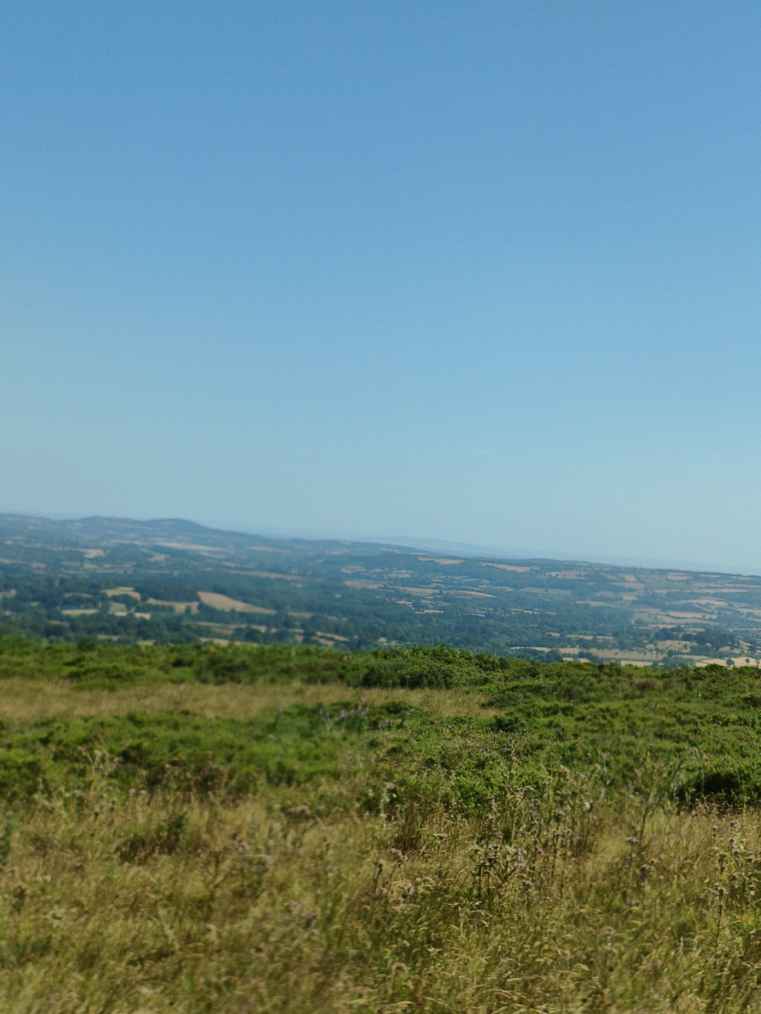 The image shows a wide, panoramic view of a rural landscape under a clear blue sky. In the foreground, there is a dense growth of green vegetation, including grasses and possibly ferns, with some patches of drier, golden-brown grasses and some scattered wildflowers. This vegetation forms a gently sloping hillside.
Beyond the immediate foreground, the landscape unfolds into rolling hills and valleys. A dense, dark green forest covers a significant portion of the middle ground, interspersed with lighter green fields and what appear to be cultivated plots or meadows. The fields are in various shades of green and brown, suggesting different types of vegetation or agricultural use.
In the distance, the landscape becomes softer and more muted due to atmospheric perspective. Hazy, lighter blue hills are visible, forming the horizon. The overall impression is one of a serene, natural environment with agricultural land shaping the terrain. There are no people, buildings, or vehicles visible in the image. The location is identified as Cleehill, United Kingdom, which is known for its rolling hills and countryside.