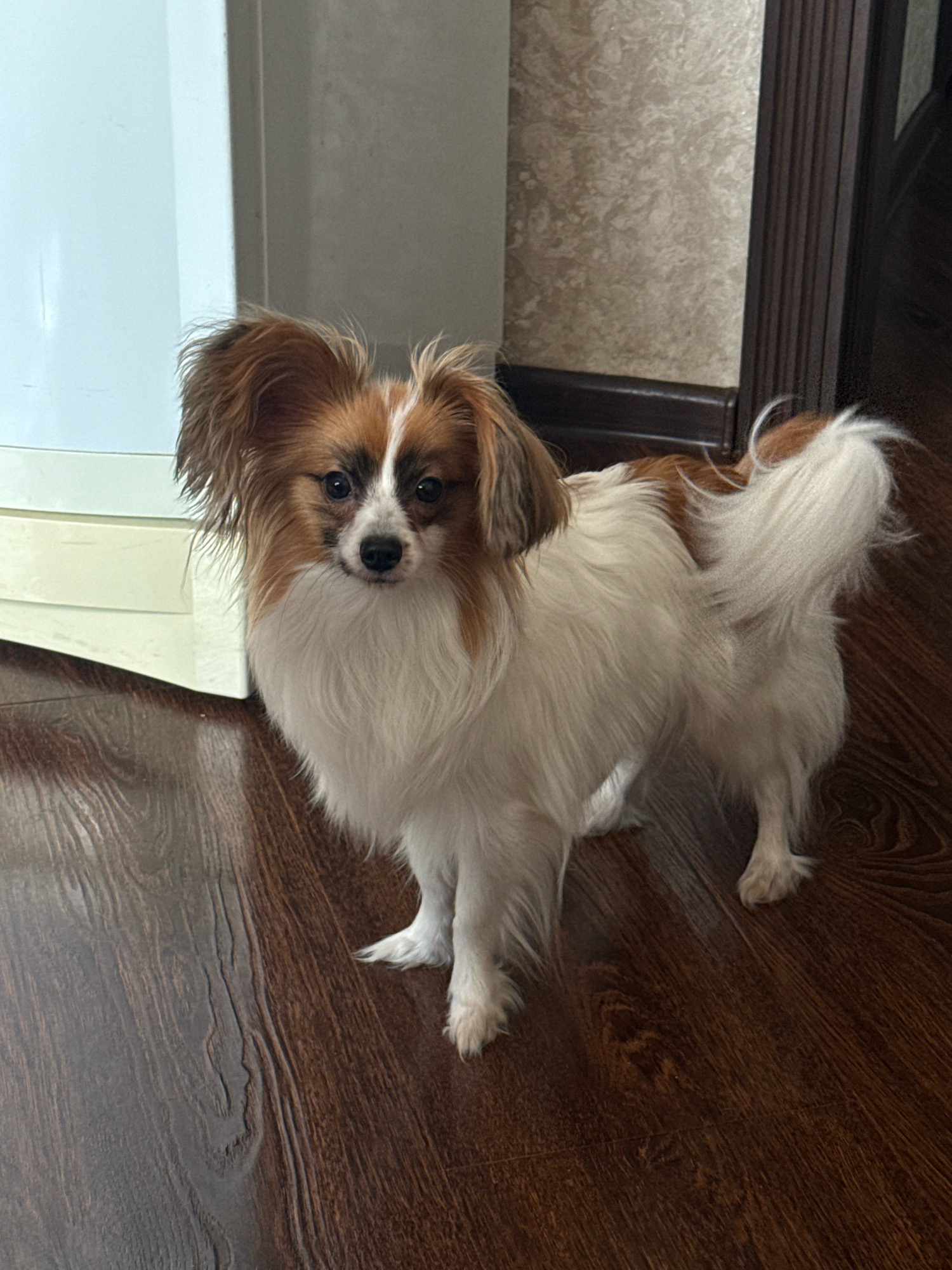 A small, long-haired dog with white and brown markings stands on a dark brown wooden floor. The dog has large ears and is looking directly at the camera. Behind the dog, on the left, is a white appliance. To the right of the dog, there is a wall with textured wallpaper and a dark brown wooden trim. The scene appears to be indoors, possibly in a home. The location of Поляны, Russia, is not depicted in the image.