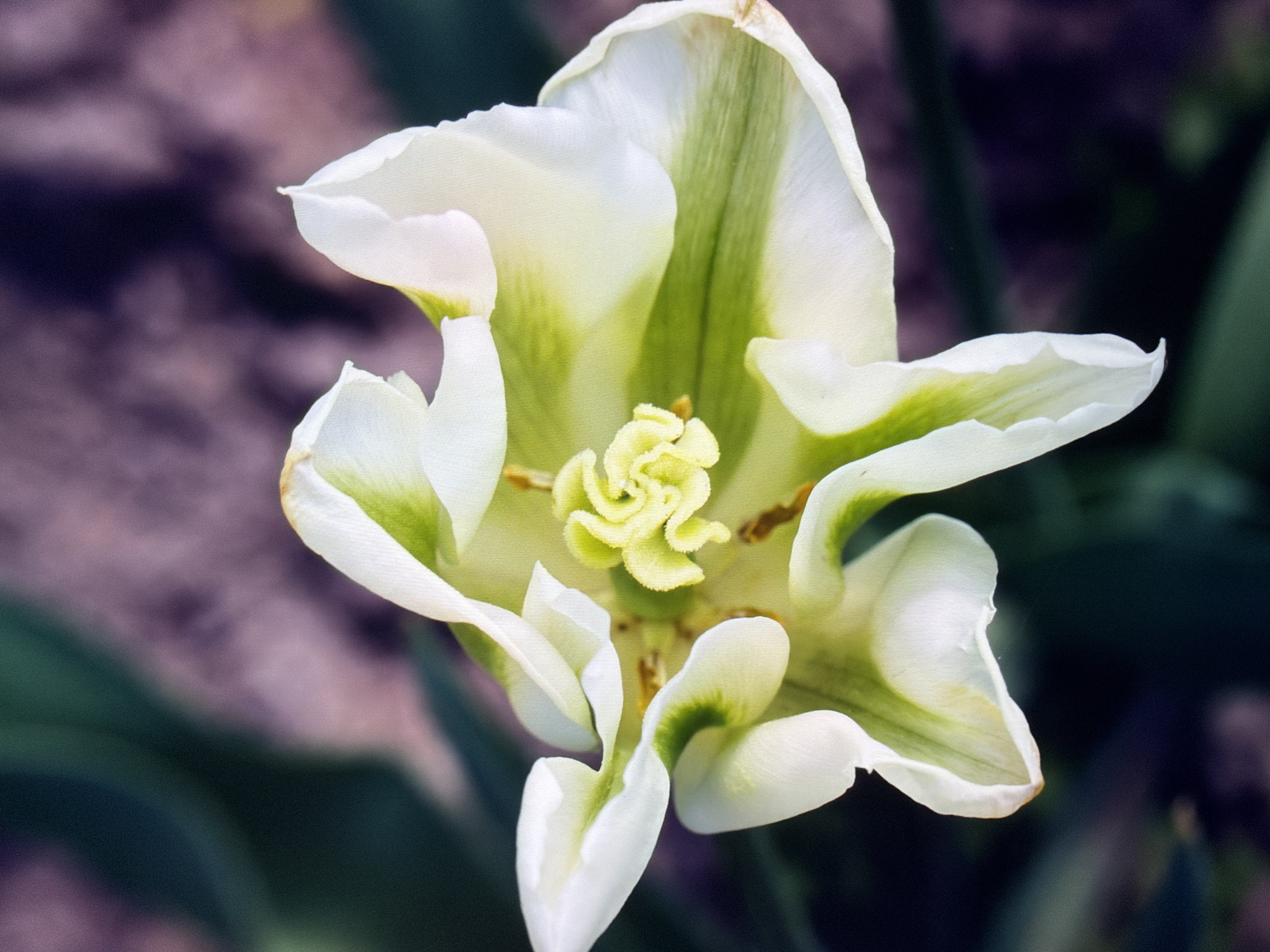 The image is a close-up, top-down shot of a white and green parrot tulip in bloom. The petals are ruffled and have distinct green veins running through them. The center of the flower reveals a tightly coiled, pale yellow pistil. The background is blurred, showing dark green foliage and patches of purple and brown, suggesting an outdoor garden setting. There is no visible location in Kyiv, Ukraine, or any indication of human presence within the image.
