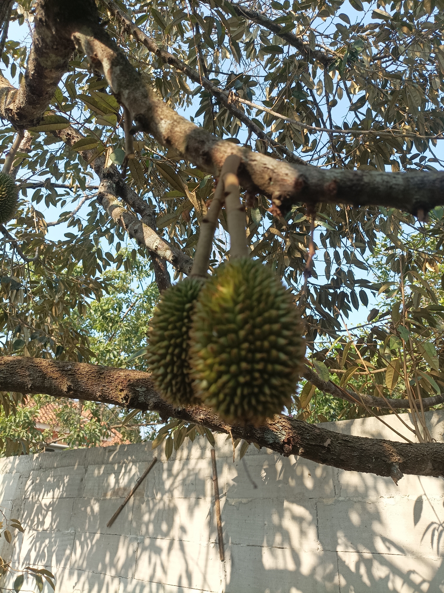 The image captures a close-up view of two durian fruits hanging from a branch of a durian tree. The fruits are green and spiky, with a textured rind. The branch is thick and brown, with rough bark. The background shows more foliage from the tree and a clear blue sky. In the lower portion of the image, a light-colored concrete wall is visible, casting shadows from the leaves and branches above. A hint of a tiled roof can be seen in the distance beyond the wall, suggesting a residential area. The scene is set outdoors, likely in a garden or yard, given the presence of the wall and the fruit-bearing tree. The overall impression is one of nature's bounty, with the durian fruits prominently displayed on the tree.