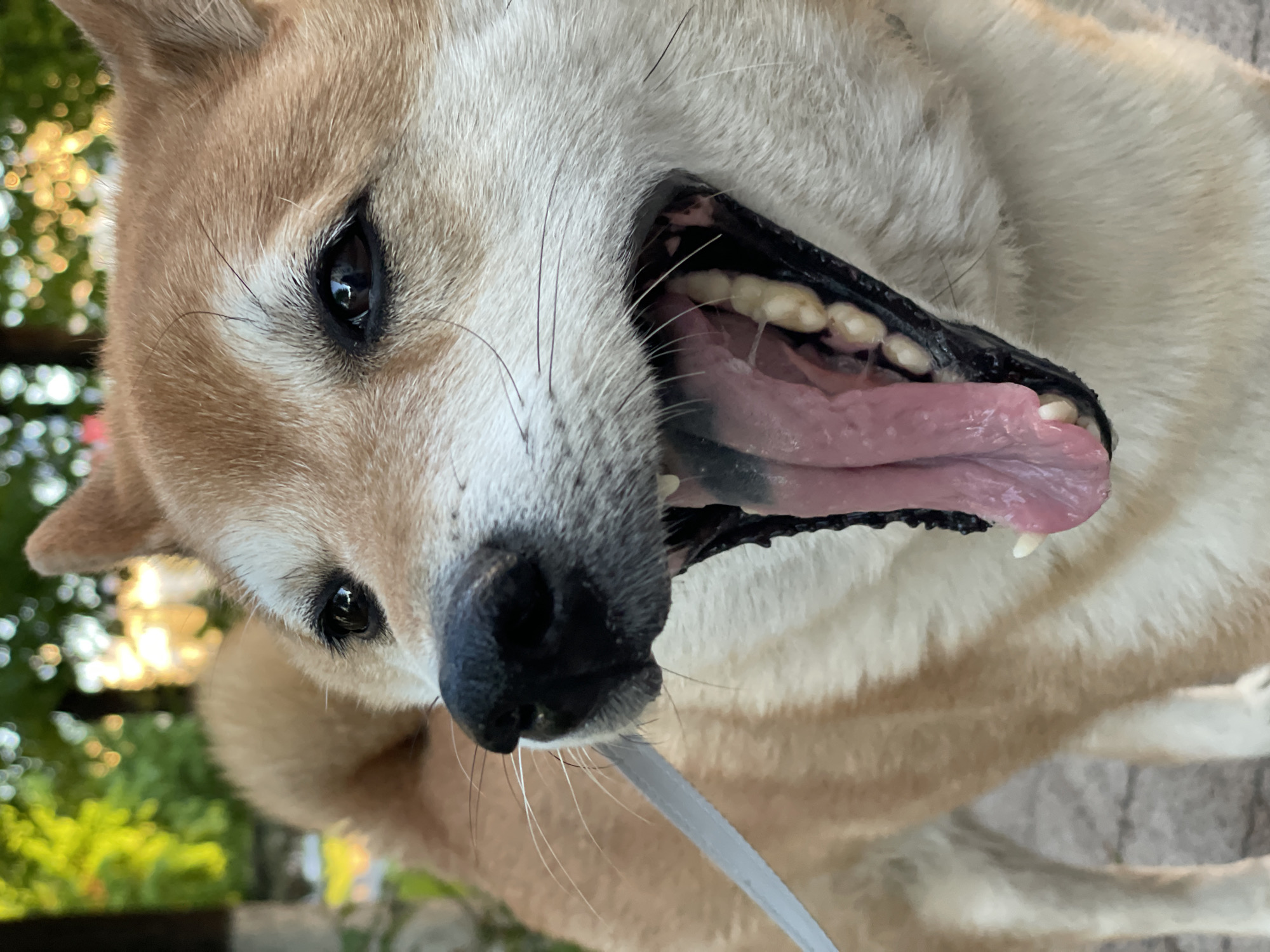 A close-up, slightly tilted perspective shows a Shiba Inu dog looking up. The dog has a light brown and white coat, black eyes, and a black nose. Its mouth is open, revealing a pink tongue and teeth. A light grey leash is visible near the dog's nose. The background is slightly blurred, with hints of green foliage, suggesting an outdoor setting. While the image does not provide any indication that it was taken in the city of Zheleznogorsk, Russia, the dog is the main subject.