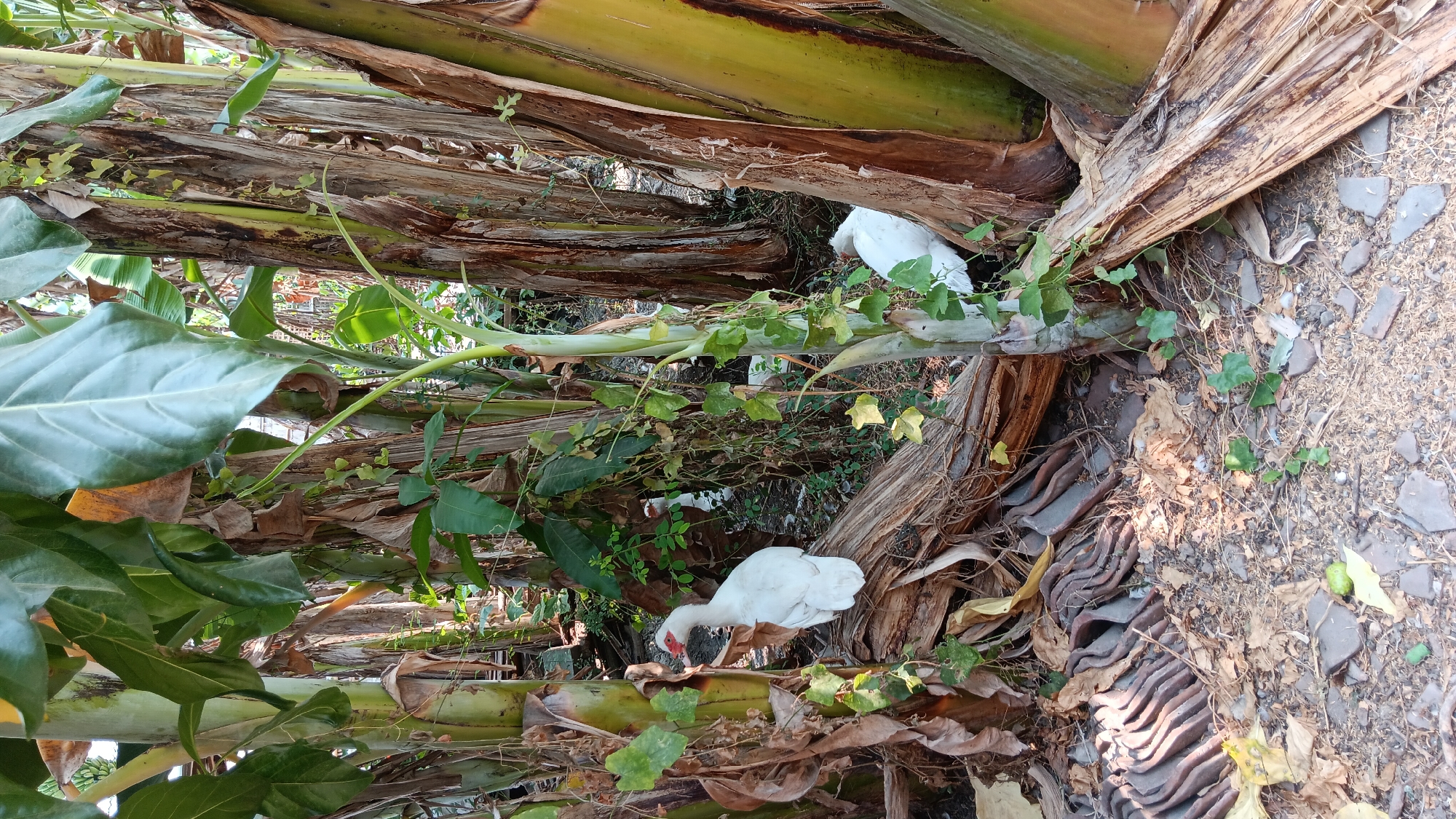 The image shows a group of white ducks amidst the lush vegetation of banana trees in Sonobekel, Indonesia. One duck stands prominently on a fallen log, facing left with its red-orange beak and bright red eye prominent. Two other ducks are visible further back, partially obscured by leaves and tree trunks, with their white bodies and heads discernible. The ground is covered with dry leaves, debris, and broken terracotta tiles. The banana trees are tall and thick, with large green leaves and rough, brown trunks, creating a dense, shaded environment. The overall scene depicts a natural habitat where the ducks appear to be at ease within the tropical foliage.