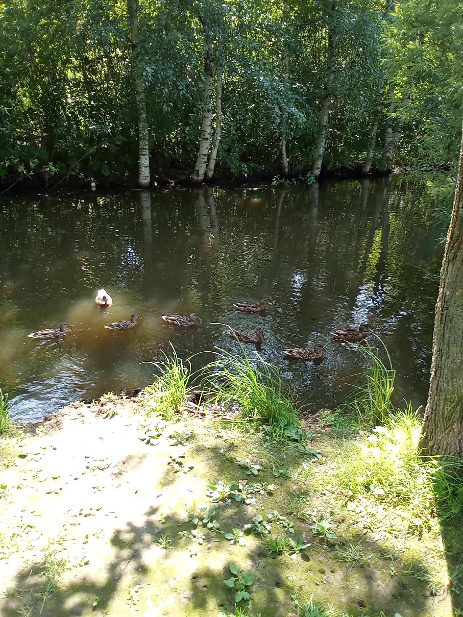 A serene natural scene unfolds along the edge of a calm body of water, likely a pond or slow-moving river, surrounded by lush greenery. The water's surface reflects the dappled sunlight filtering through the dense foliage of trees that line the bank. Among the trees, slender white-barked trees stand out. On the bank, a mix of sand, soil, and short green grass is visible, with some areas shaded by the overhanging trees.
In the water, a group of ducks are present. One duck, distinct in its light brown and white plumage, is positioned slightly apart from the others, facing towards the left of the frame. The remaining ducks, appearing to be mallards with their characteristic brown and mottled patterns, swim in a loose formation. They are positioned in the mid-ground of the water, some closer to the bank and others further out.
The overall impression is one of tranquility and natural beauty, characteristic of a park or nature reserve. While the specific location within Belozersk, Russia, is not visually identifiable from the image alone, the environment suggests a peaceful, water-adjacent natural setting. There are no humans or any signs of human activity beyond what might be expected in a public park.