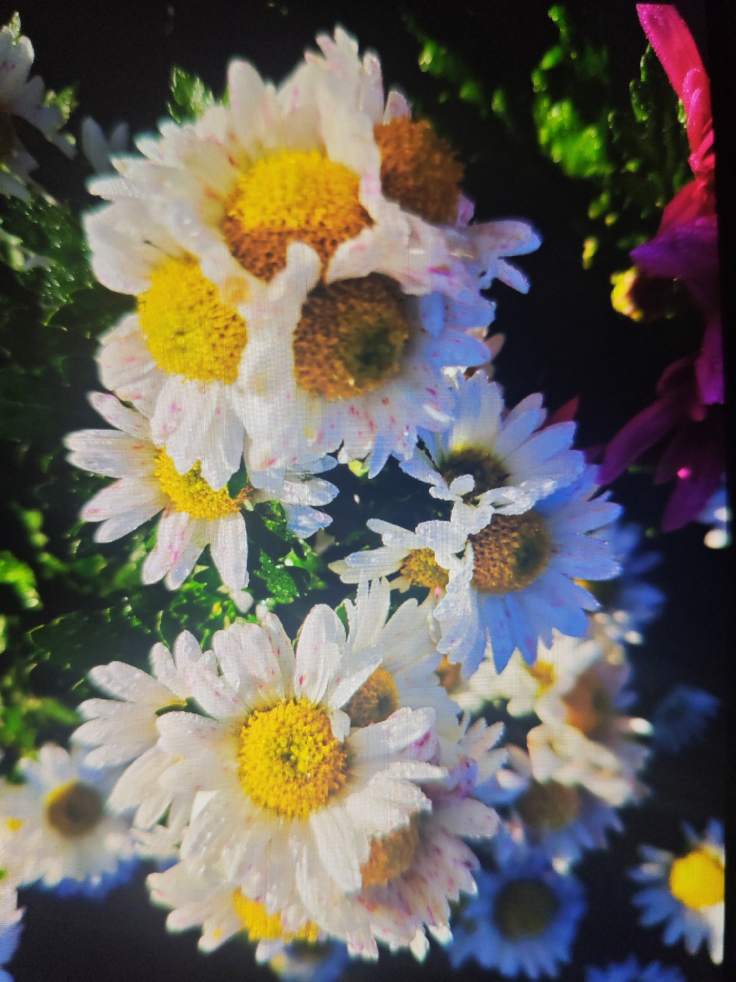 This is a close-up, vertically oriented photograph of a cluster of white and yellow daisy-like flowers, likely taken in Krasnaya Polyana, Russia. The flowers are in various stages of bloom, with some fully open and others still budding. The petals are delicate and white, with some exhibiting faint pink speckles. The centers of the flowers are a vibrant yellow, transitioning to a darker brown in the center. Some of the petals and centers appear wet, suggesting recent rain or dew. The background is dark and out of focus, with hints of green foliage and a few blurred, dark purple or magenta flower petals visible on the right side. The lighting is somewhat dramatic, with bright highlights on the flowers and a deep shadow in the background. There are no people or animals visible in the image. The image has a slightly soft focus and exhibits some digital noise, potentially due to the camera or processing.