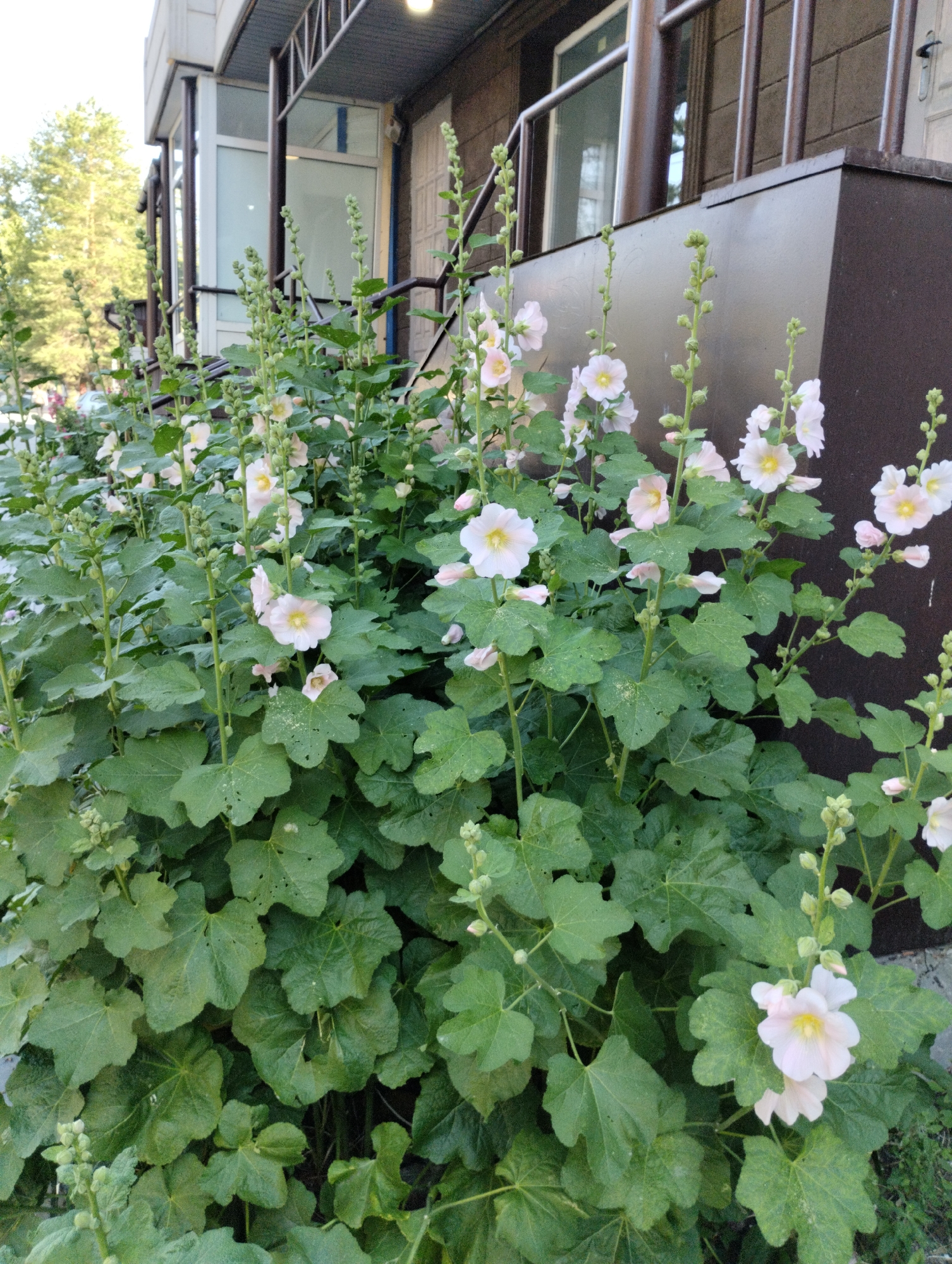 A low-angle outdoor shot captures a dense cluster of pale pink hollyhock flowers and lush green foliage against a building exterior. The flowers, with their delicate petals and yellow centers, bloom on tall stalks, some with buds still developing. The surrounding leaves are large and deeply veined, forming a thick canopy. In the background, a modern building with brown brickwork and large glass windows is visible, suggesting an urban or suburban setting. The image is taken during daylight, with natural light illuminating the scene. The overall impression is one of vibrant natural beauty juxtaposed with a man-made structure.