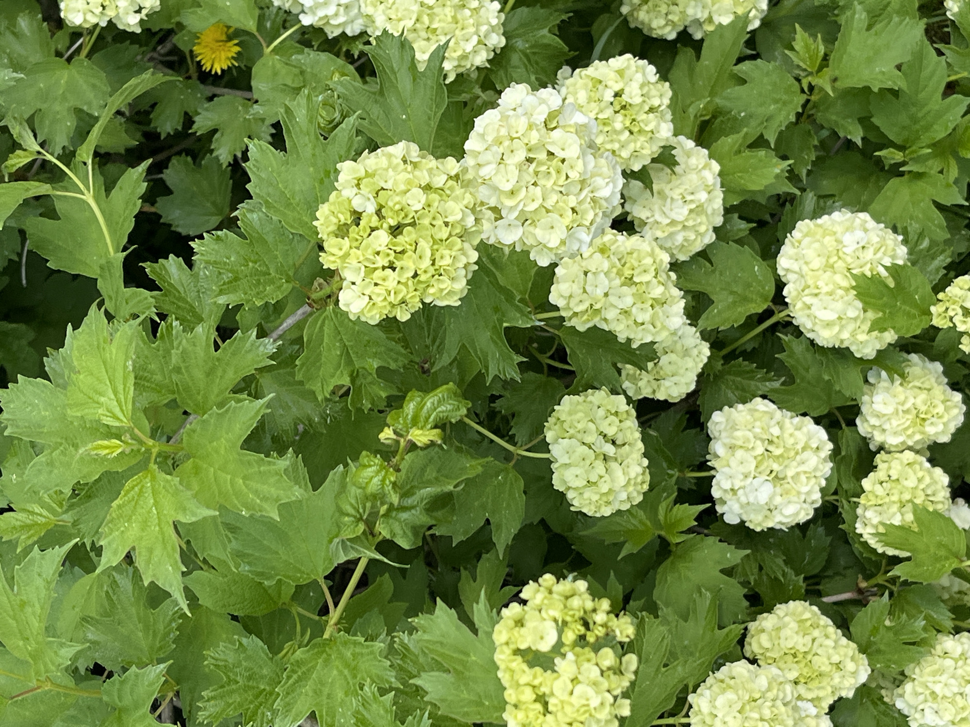 This is a close-up, eye-level, outdoor photograph of a dense bush with vibrant green, lobed leaves and clusters of round, white to pale green flowers. The flowers appear to be in various stages of bloom, with some buds and fully opened blossoms. The lighting suggests it is daytime, with diffused light, possibly overcast or in partial shade. A single yellow dandelion flower is visible in the upper right quadrant of the image. The image does not contain any people or signs of human activity, except for the possibility that the bush itself is part of a cultivated garden. The context of Berëzovskiy, Russia, would suggest this scene is likely from a residential yard, park, or natural area within or on the outskirts of the city.