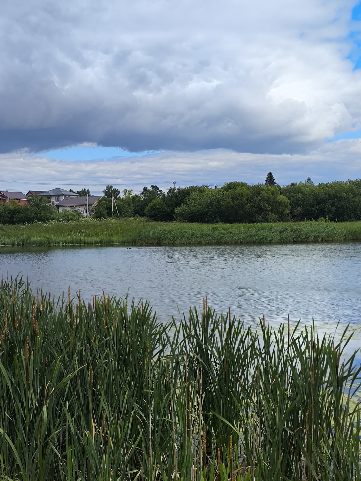 This is a photograph of a peaceful natural scene with a body of water in the foreground and houses in the background, likely in Taldom, Russia. Tall reeds and cattails dominate the bottom portion of the image, with their green stalks and brown seed heads creating a dense, natural barrier. Beyond the reeds, a calm lake stretches across the frame, its surface rippled by a gentle breeze and reflecting the cloudy sky. In the middle distance, a line of lush green trees and bushes borders the far bank of the lake. Peeking through the foliage, several residential houses with dark roofs are visible, suggesting a settlement near the water. The sky above is a mix of dramatic, heavy grey clouds and patches of bright blue, indicating an overcast day with breaks of sunshine. The overall impression is one of serene rural life, with the natural environment playing a prominent role.