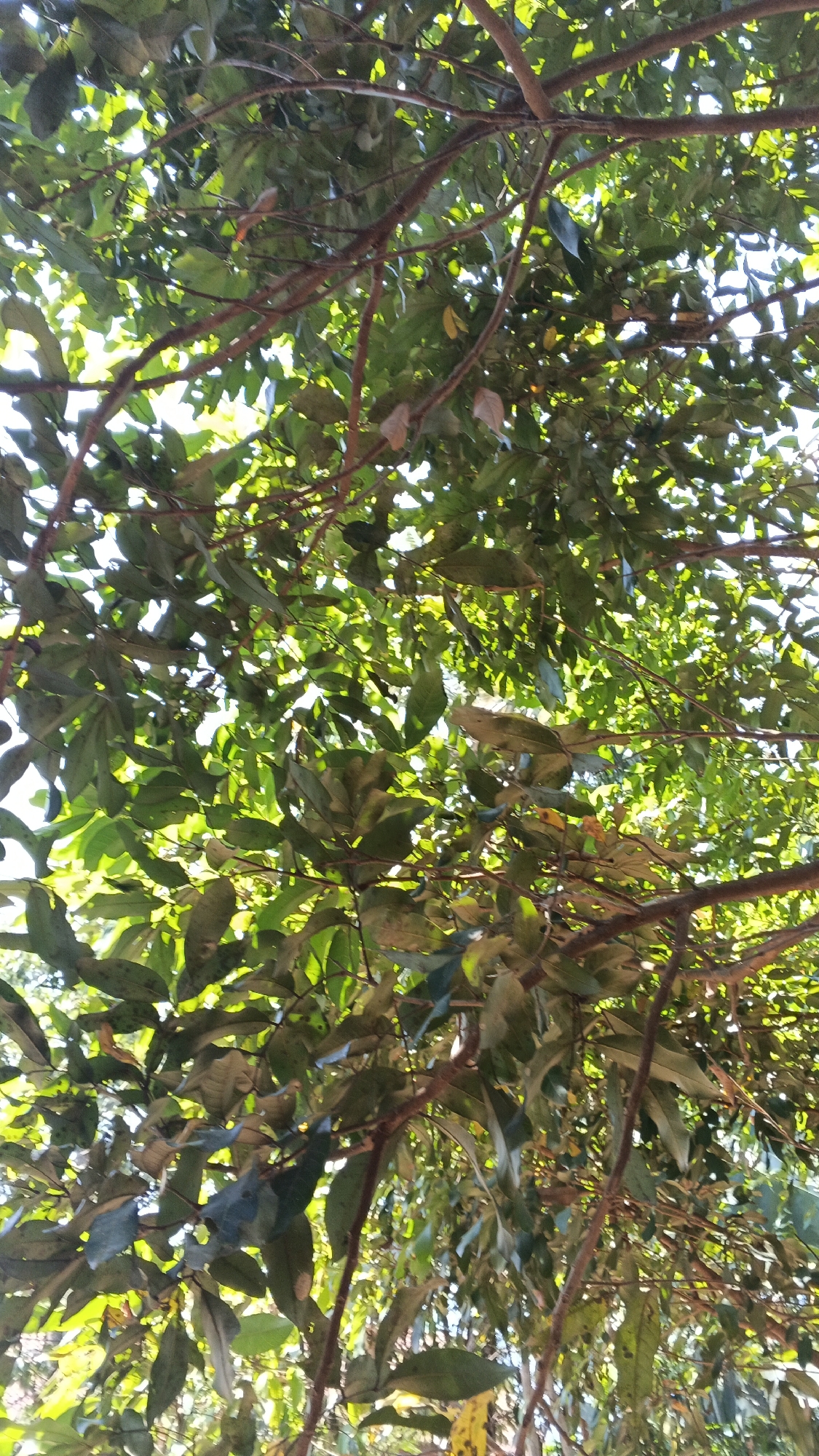 This image captures an overhead view of a dense canopy of trees, with the sun filtering through the leaves. The branches are a reddish-brown, and the leaves are a vibrant green, with some lighter shades indicating areas where sunlight is more prominent. The foliage is thick, creating a dappled effect of light and shadow. In the background, the sky is visible as a bright, washed-out blue, suggesting it is daytime. The overall impression is one of lush, natural growth, characteristic of a humid climate. The scene is situated in Karangjati, Indonesia.