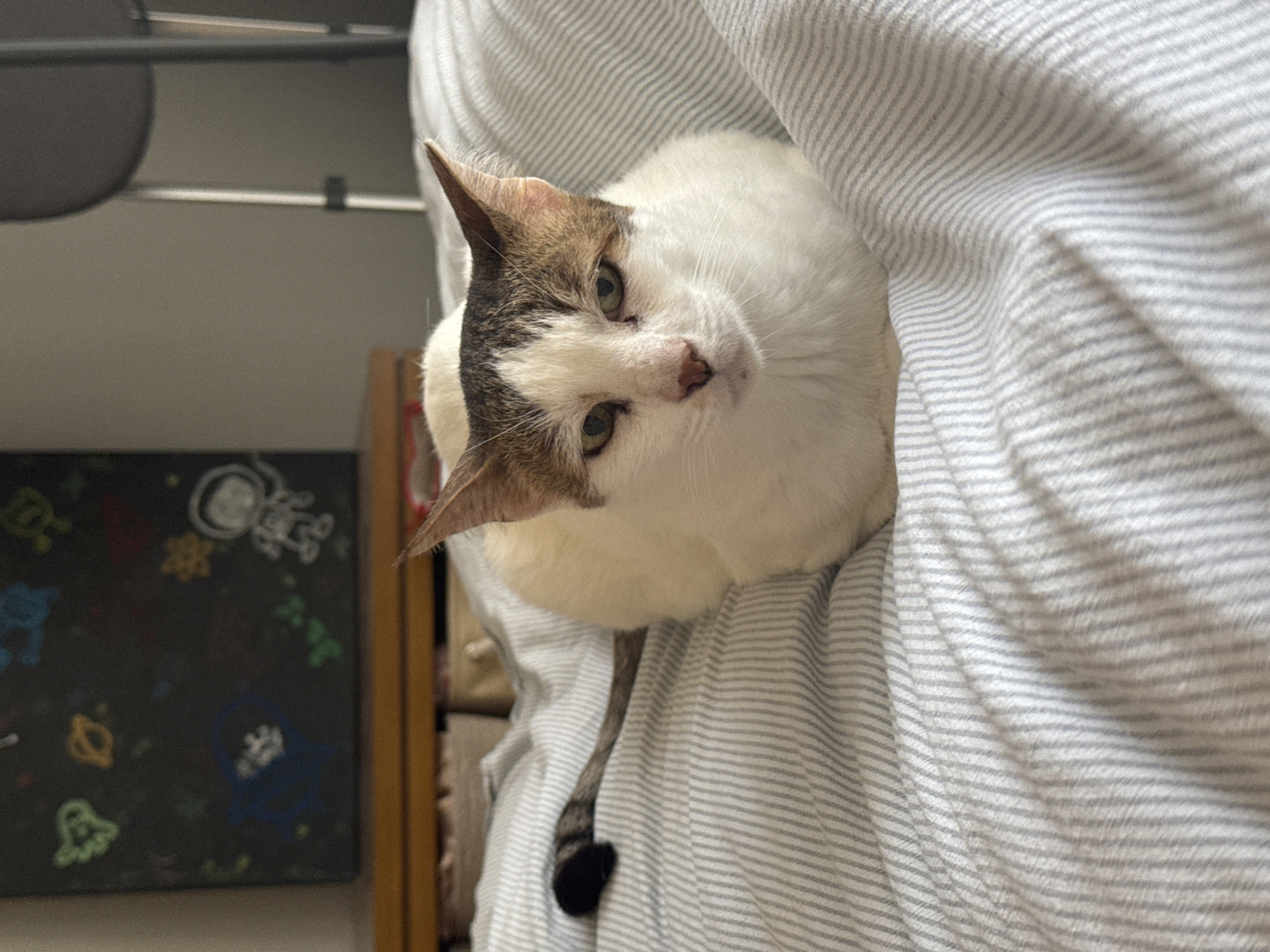 A white and brown cat lies on a gray and white striped blanket. The cat's head is tilted upward, looking at the viewer. The cat has green eyes and a pink nose. Behind the cat, to the left, is a dark chalkboard with colorful drawings. Above the chalkboard is a shelf or ledge. The scene takes place indoors. The location is not indicated in the image.