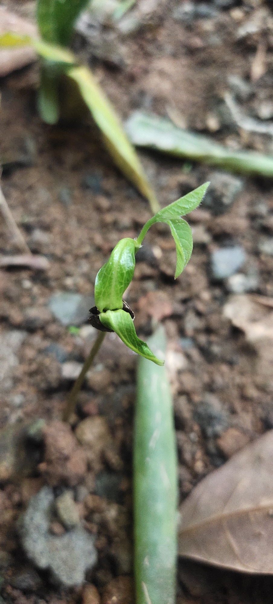 A macro shot focuses on a young green seedling emerging from the soil. The seedling has a small, dark seed casing at its base, from which a thin stem rises, supporting two bright green leaves. The leaves are delicate and unfurling, with visible veins. The seedling is positioned slightly off-center to the left of the frame. The background consists of dark, earthy soil with scattered small stones and a few dried brown leaves. A blurry, light green vertical element, possibly another plant stalk or leaf, is visible in the lower right quadrant of the image. The lighting is soft, highlighting the fresh green of the seedling against the muted tones of the soil and decaying organic matter. The image appears to have been taken outdoors, likely in a garden or natural environment within Manyar, Indonesia.