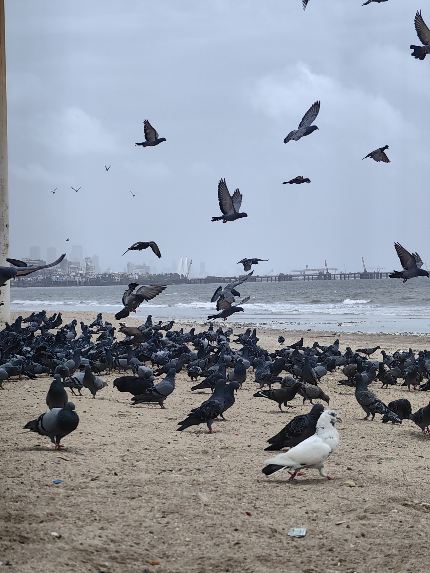 A flock of pigeons are gathered on a sandy beach, with many birds in flight and others on the ground. In the background, the sea is visible with waves crashing on the shore, and beyond that, the skyline of Mumbai, India, is apparent with buildings and industrial structures. The sky is overcast, suggesting cloudy or possibly rainy weather. The scene appears to be a public area, possibly a tourist spot or a recreational beach in Mumbai.