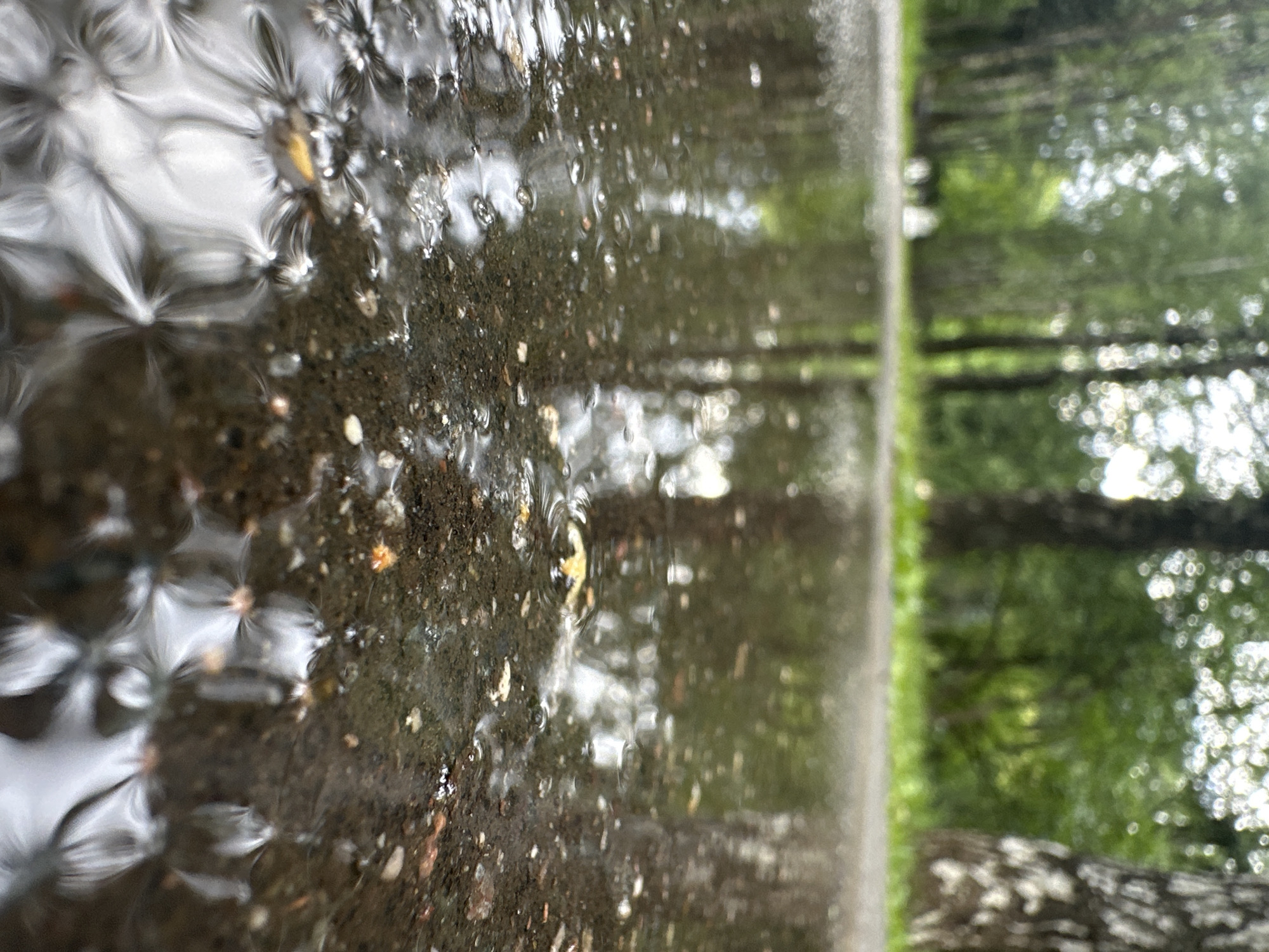 The image shows a close-up, low-angle view of a wet, dark-colored asphalt surface in what appears to be a park or wooded area. The surface is covered with a thin layer of water, reflecting the surrounding greenery and trees. Small pebbles and debris are visible within the asphalt. The background is out of focus, showing the trunks of trees and lush green foliage under an overcast sky. The overall impression is of a tranquil, natural setting after a rain shower. The location is identified as Unknown, Unknown.