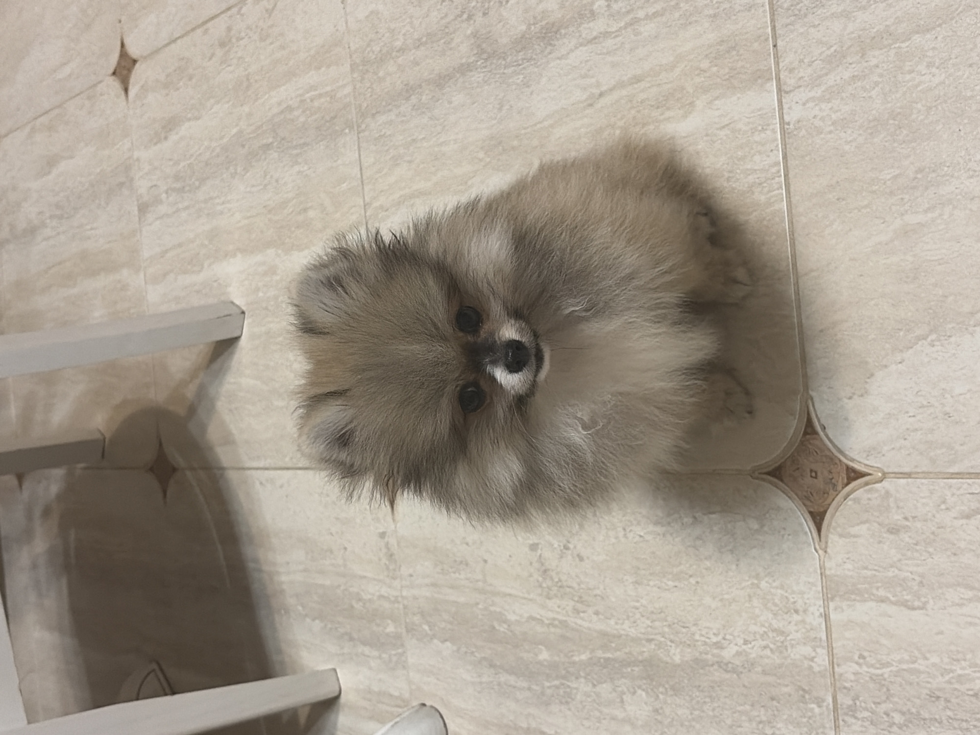 A small, fluffy Pomeranian dog is the central subject of the image, seen from a high-angle perspective looking down. The dog is light brown, grey, and cream in color with very dense fur, dark eyes, and a dark nose. It is positioned on a tiled floor, appearing to be lying or sitting, and looking directly up at the camera with an attentive expression.
The setting is indoors, with the floor made of light-colored, possibly beige or off-white, rectangular tiles that have a subtle stone or marble-like texture. At some of the tile intersections, there are smaller, darker, diamond-shaped accent tiles with a patterned design. A piece of light-colored furniture, possibly a chair or table leg, is visible on the left side of the frame. The lighting suggests an indoor environment, but the specific time of day or weather cannot be determined. There is no visible text in the image. The location context provided is Unknown, Russia.