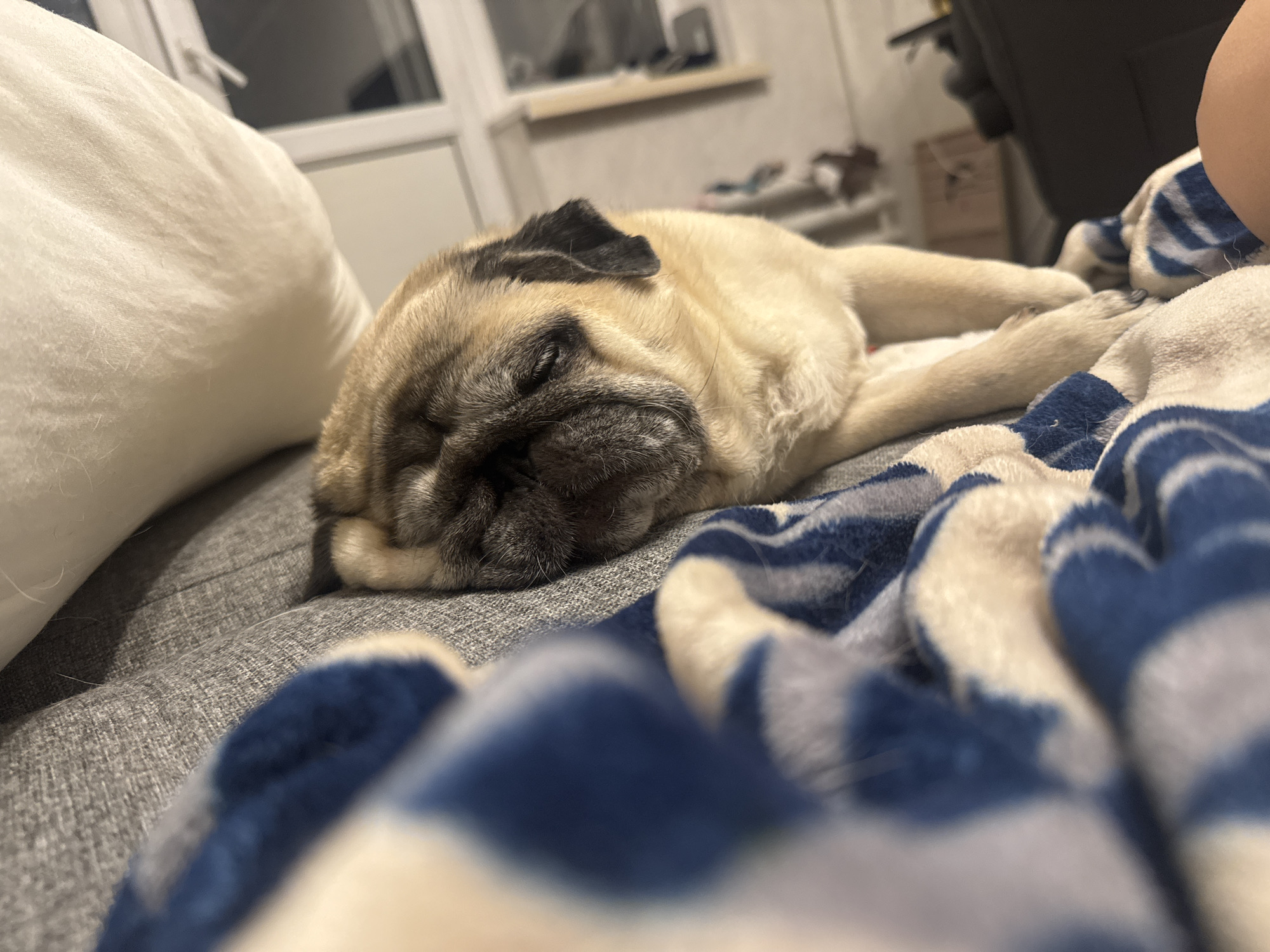 A pug dog sleeps on a grey sofa, partially covered by a blue and white striped blanket. A white pillow is visible to the left of the dog. The background is blurred but shows a window with a view of what appears to be an urban environment, potentially Bishkek City, Kyrgyzstan. The scene suggests a domestic setting where the dog is resting comfortably.